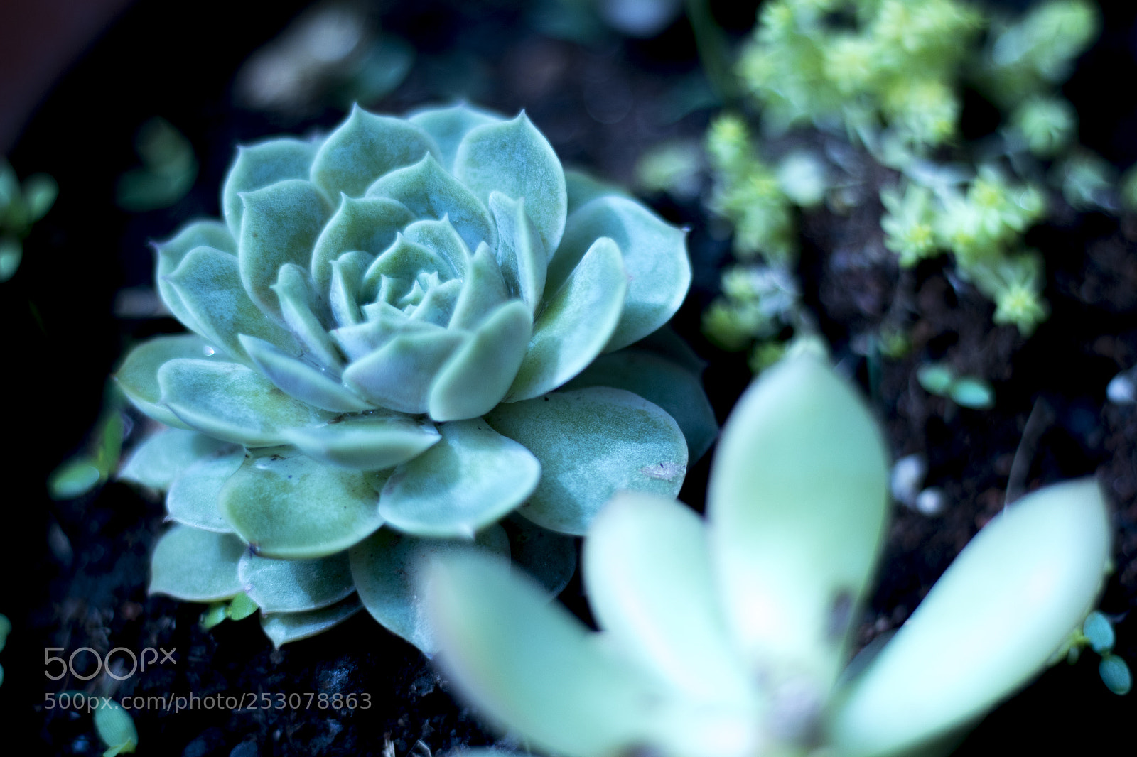 Canon EOS 700D (EOS Rebel T5i / EOS Kiss X7i) sample photo. Untitled photography
