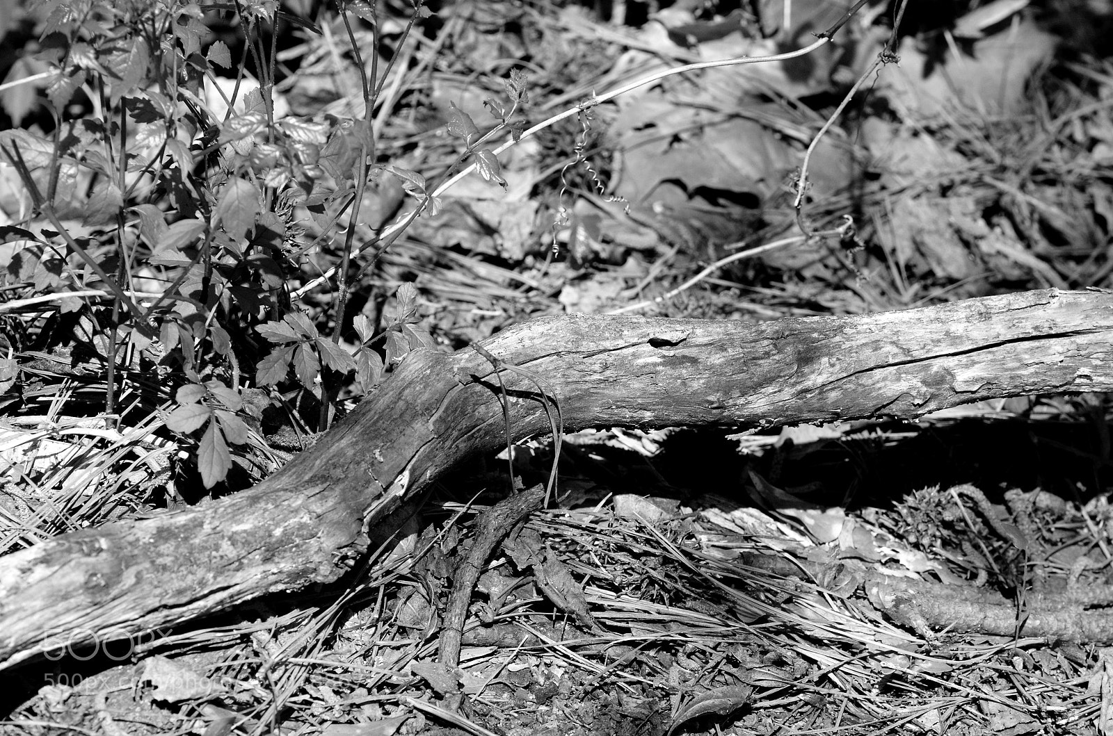 Nikon D7000 sample photo. Textures b&w 4/10/18 photography