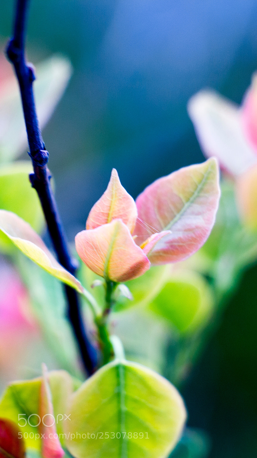 Canon EOS 700D (EOS Rebel T5i / EOS Kiss X7i) sample photo. Untitled photography