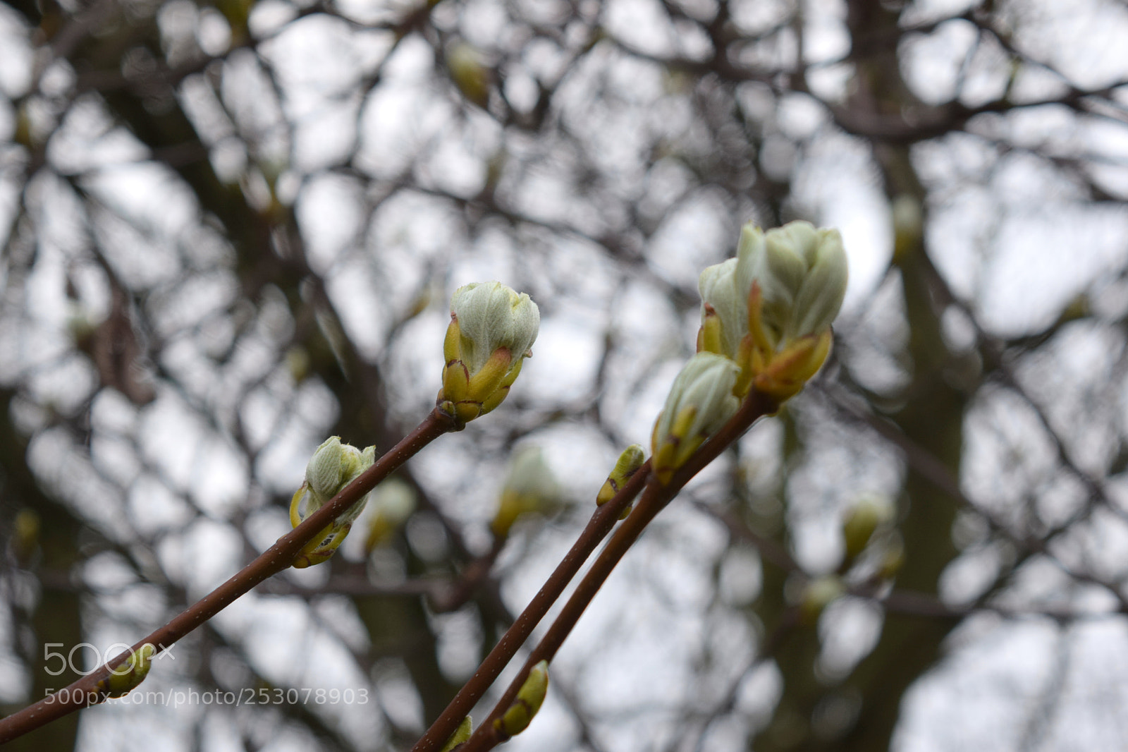 Nikon D3300 sample photo. Leyton marshes photography