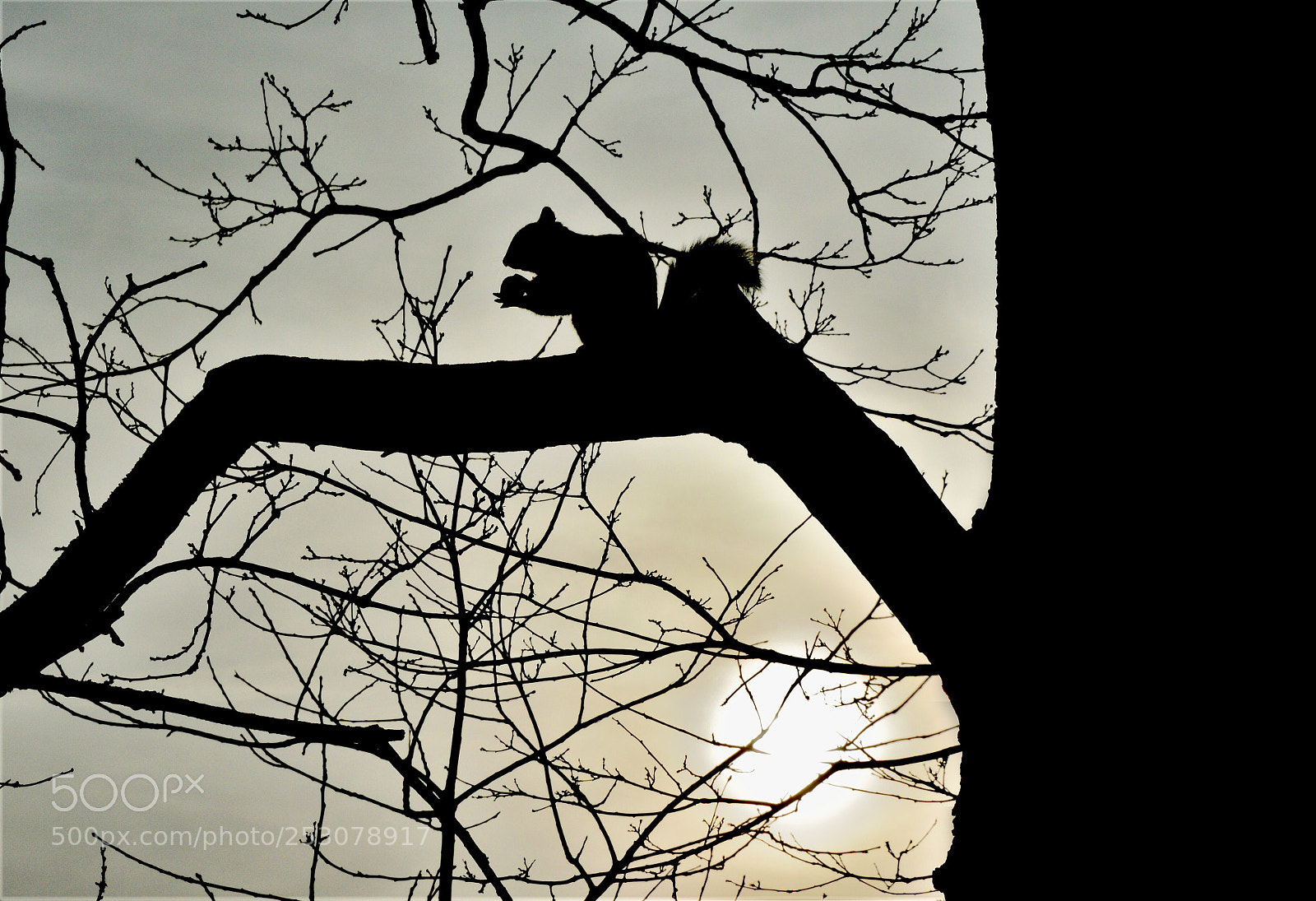 Nikon D3200 sample photo. Squirell with nut photography