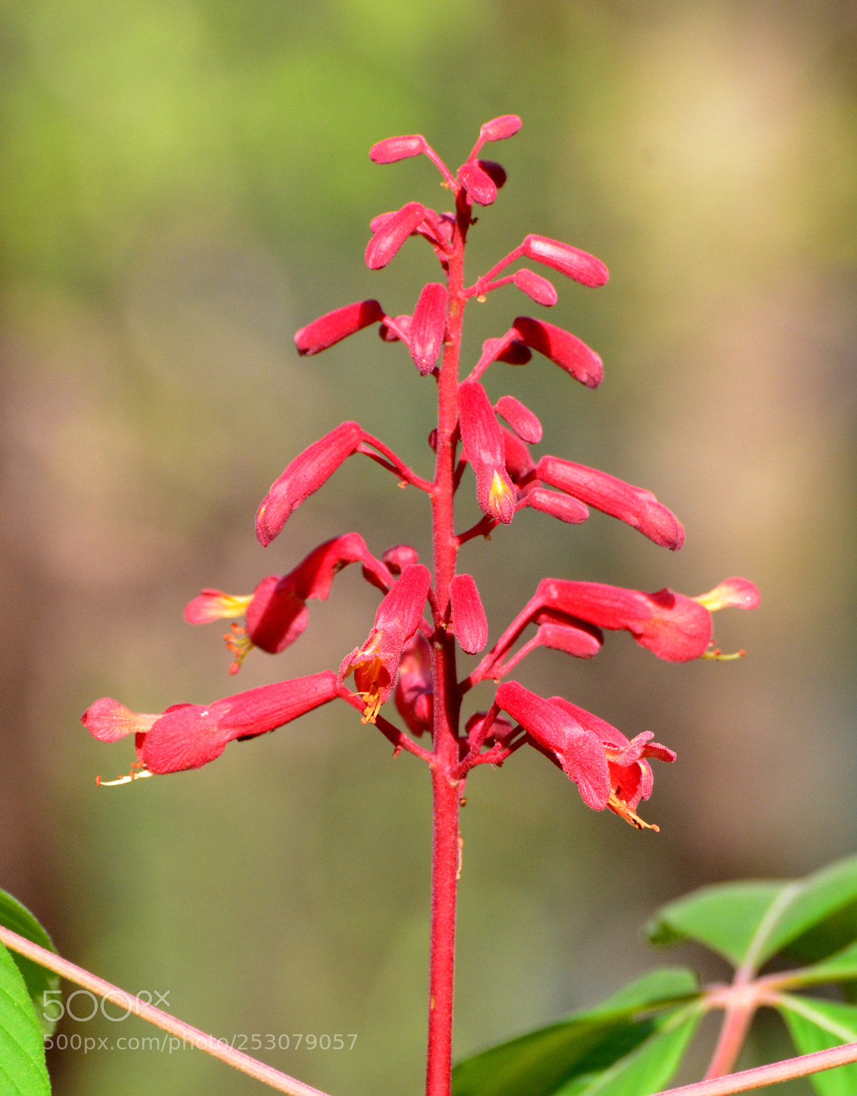 Nikon D7000 sample photo. Spring 1 2018 photography