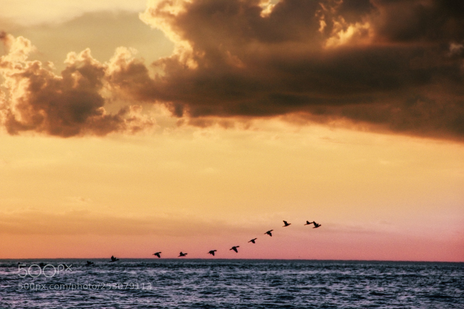 Canon EOS 550D (EOS Rebel T2i / EOS Kiss X4) sample photo. Birds can fly so photography