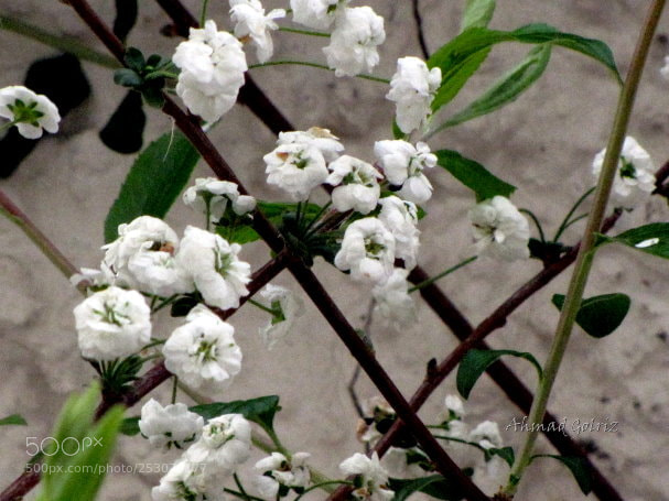 Canon PowerShot SX10 IS sample photo. Sepid photography