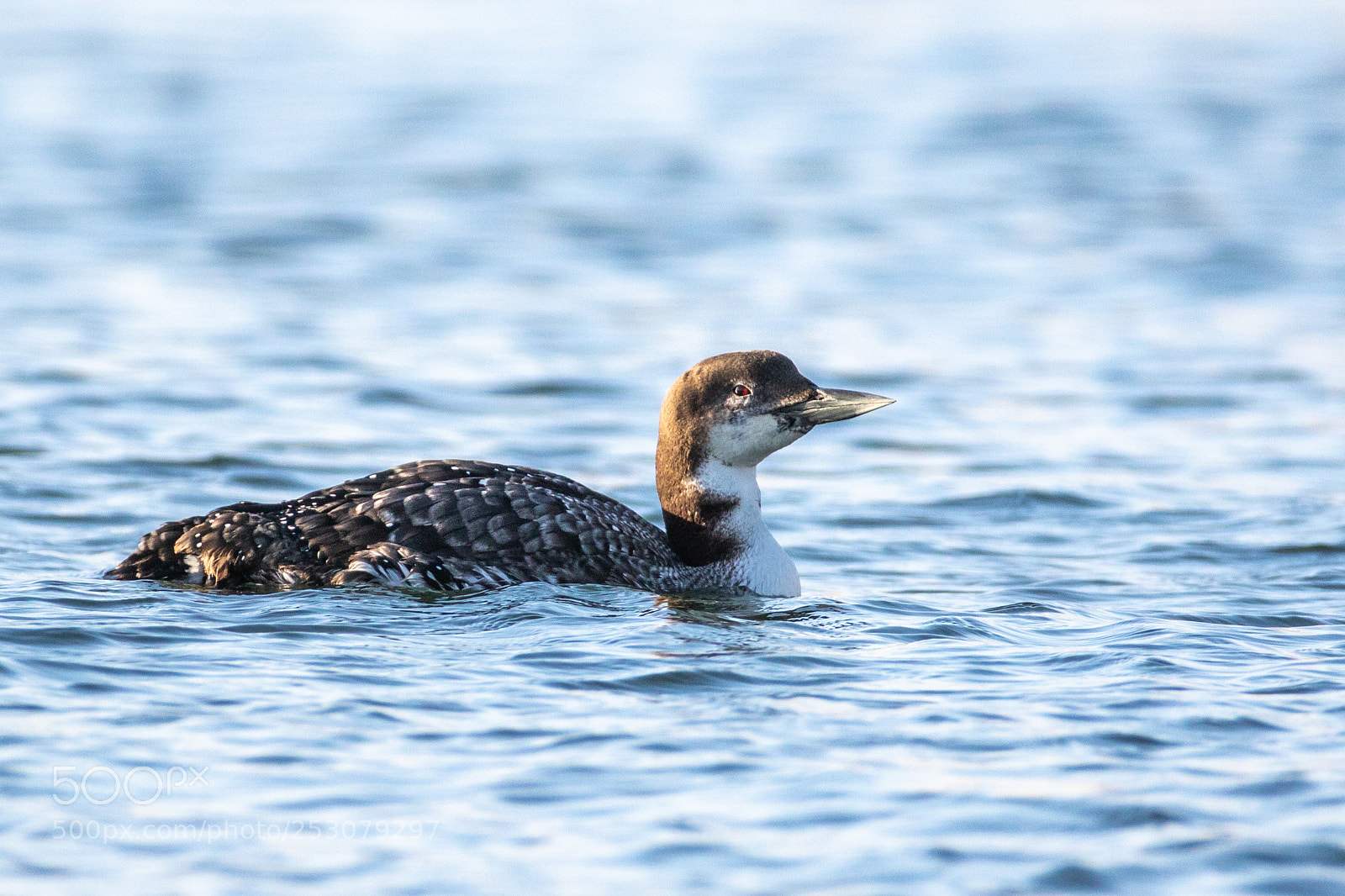 Canon EOS 7D Mark II sample photo. Great northern diver photography