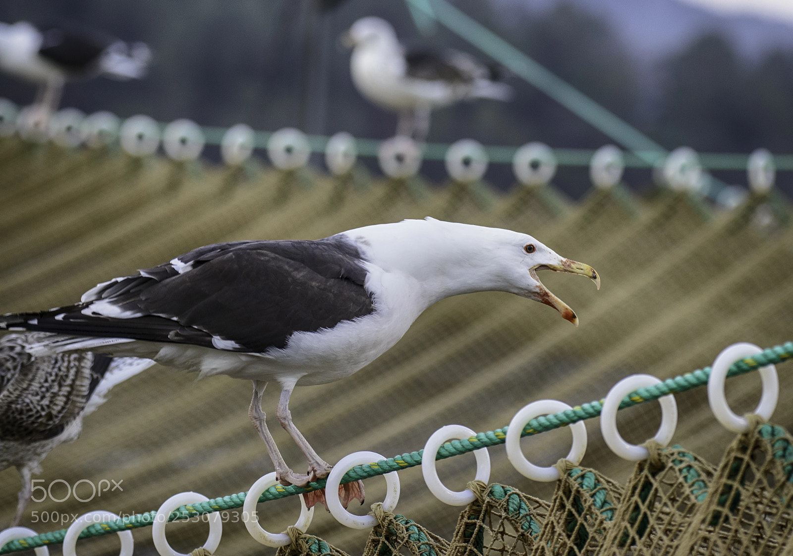 Nikon D800 sample photo. Seagull photography
