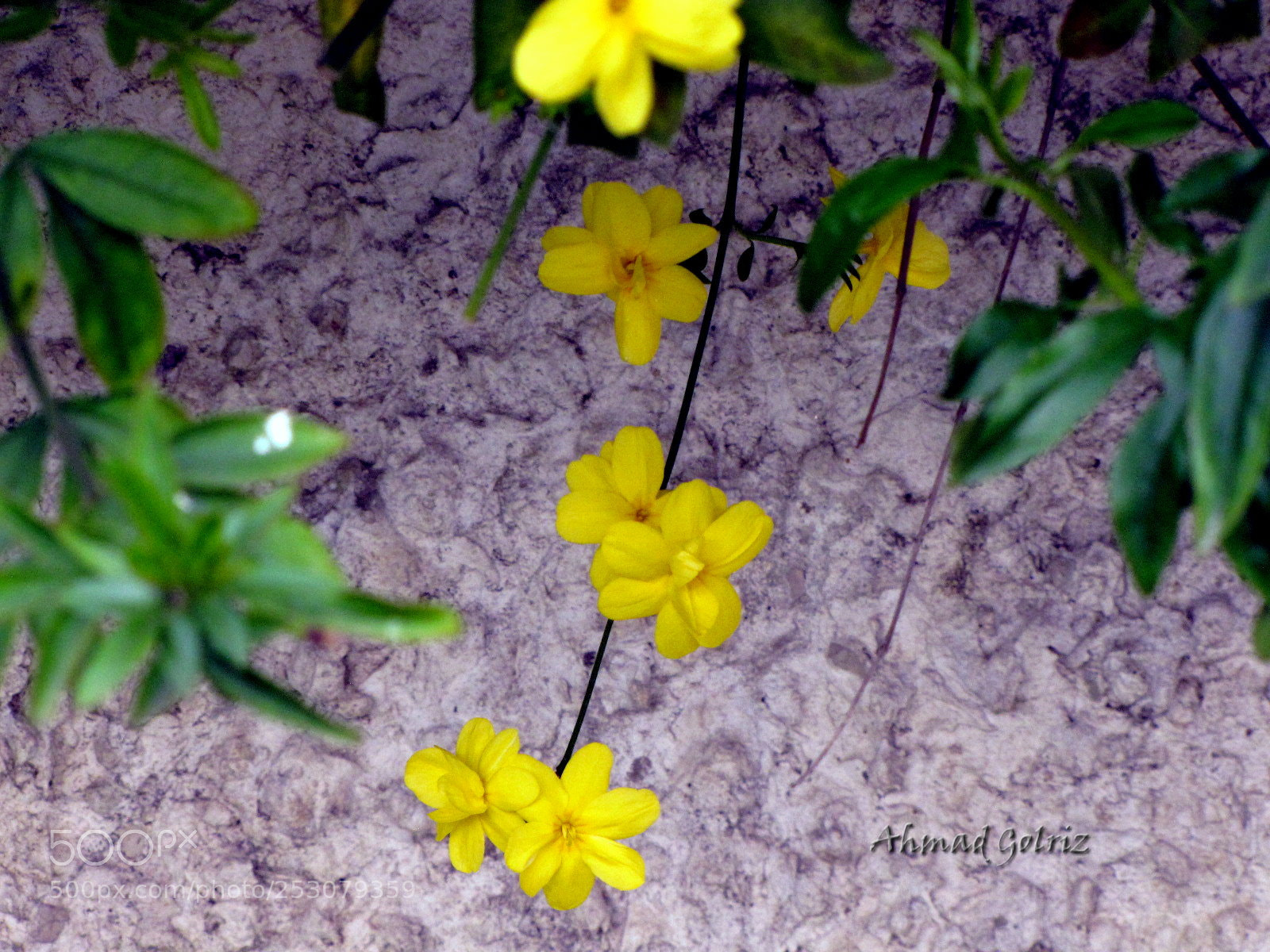 Canon PowerShot SX10 IS sample photo. Zard photography