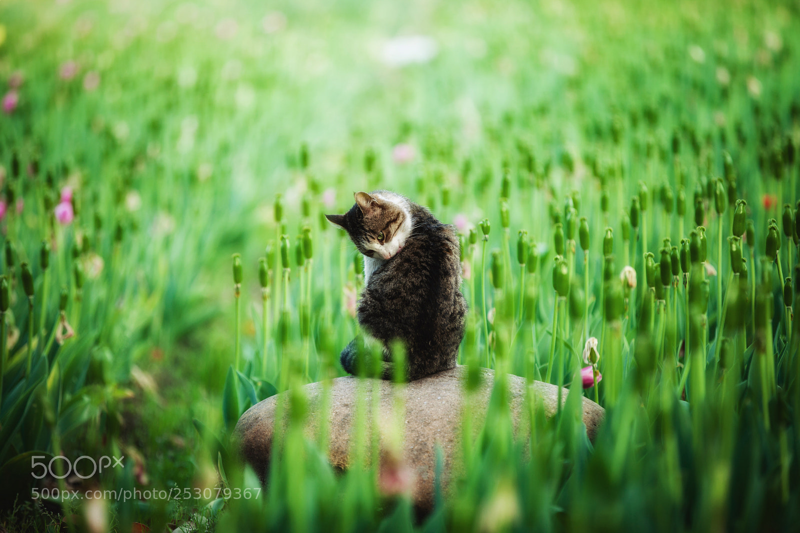 Canon EOS 5D Mark II sample photo. Untitled photography