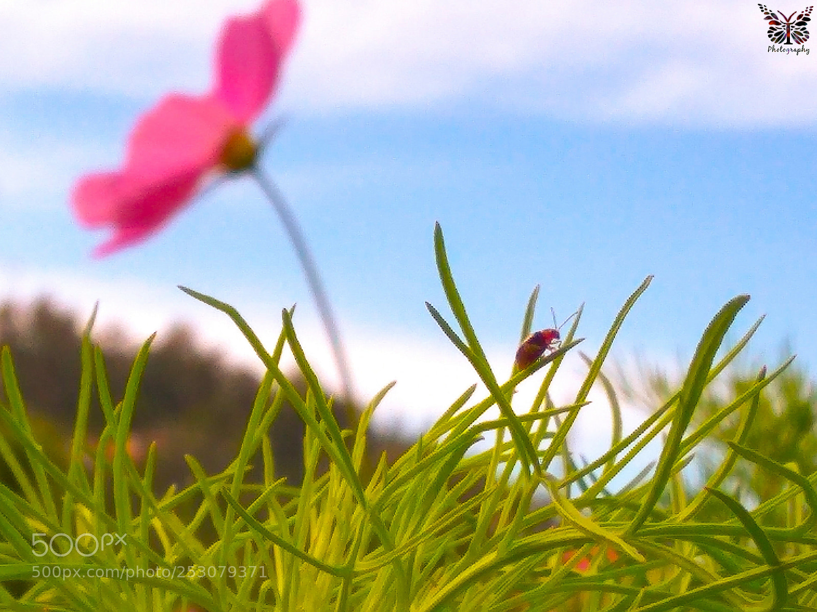 Xiaomi Redmi Note3 sample photo. The colors of nature. photography
