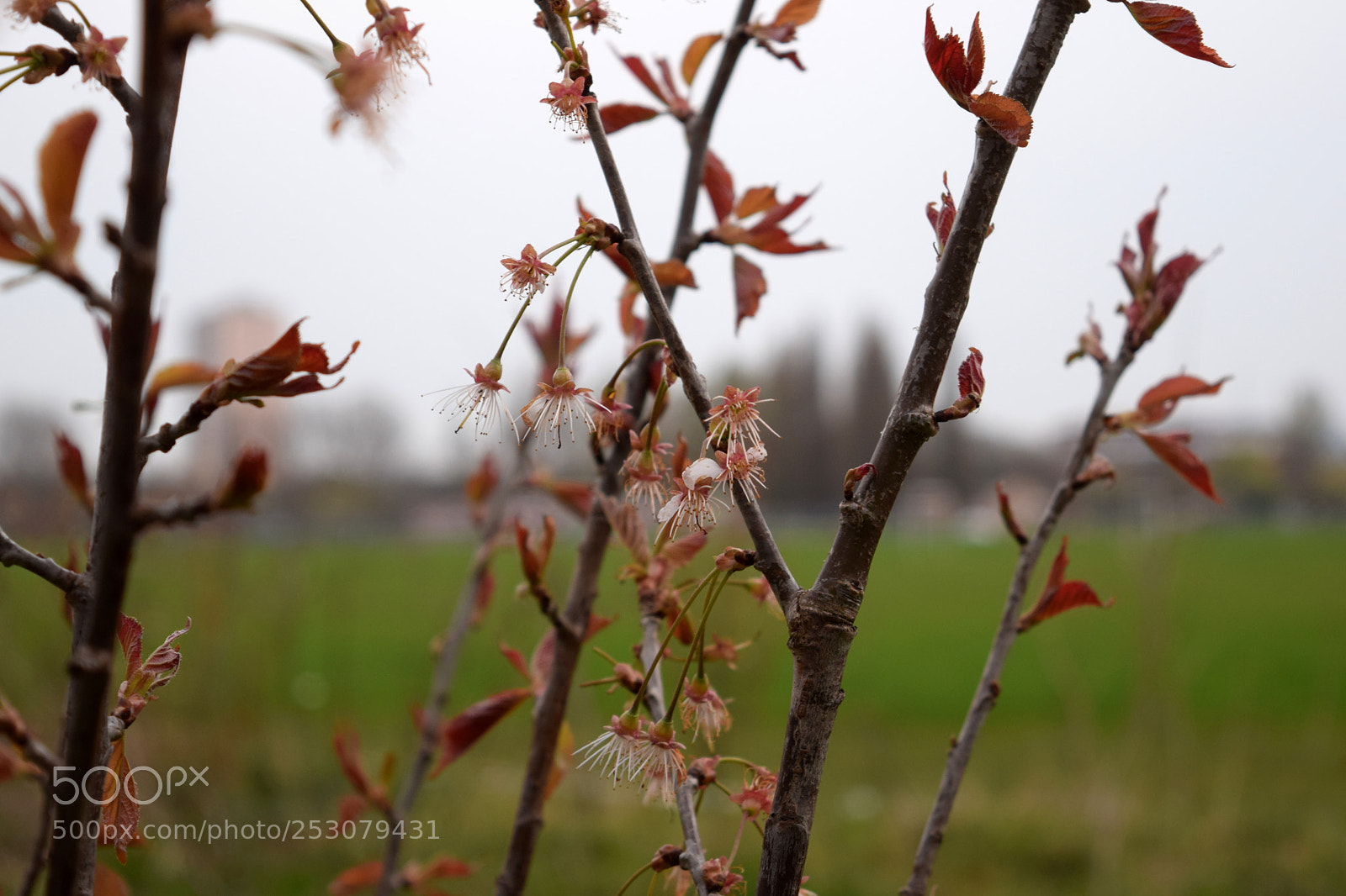 Nikon D3300 sample photo. Hackney marshes photography