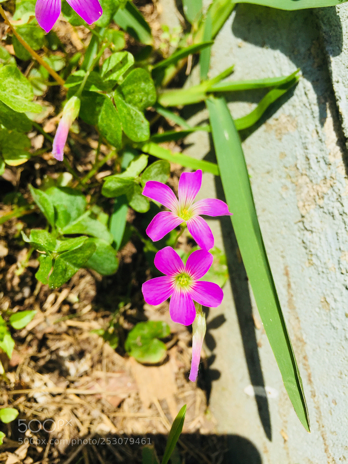 Apple iPhone 6 Plus sample photo. Untitled photography