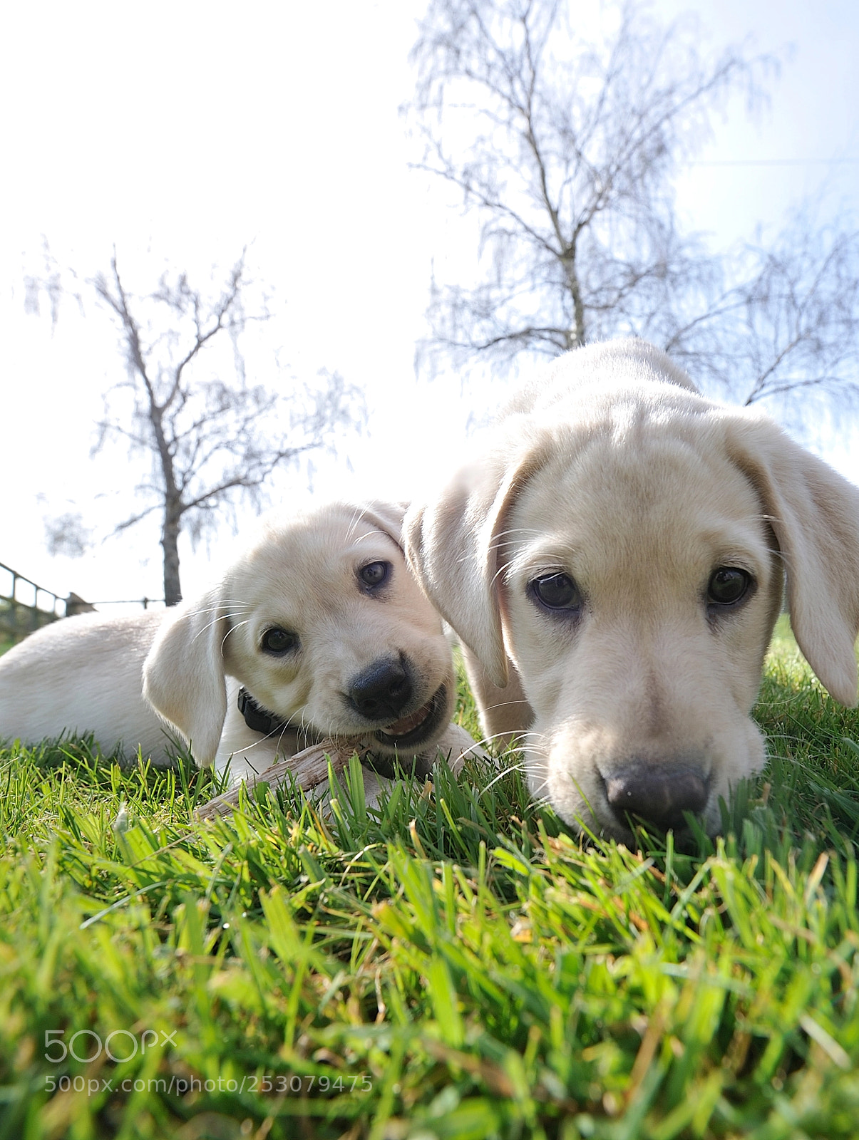Nikon D3 sample photo. Cute puppies in the photography