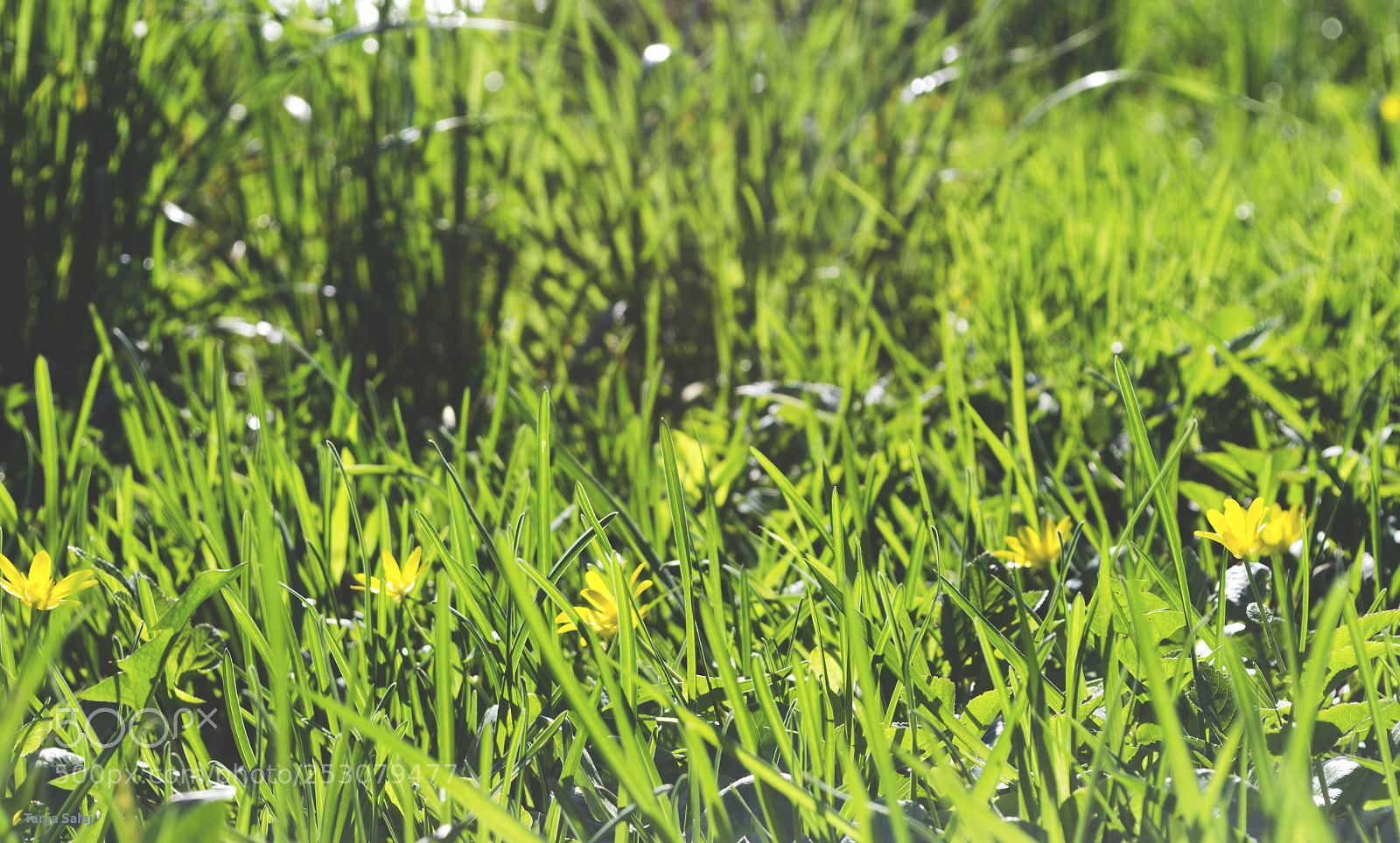 Nikon D5100 sample photo. Spring photography