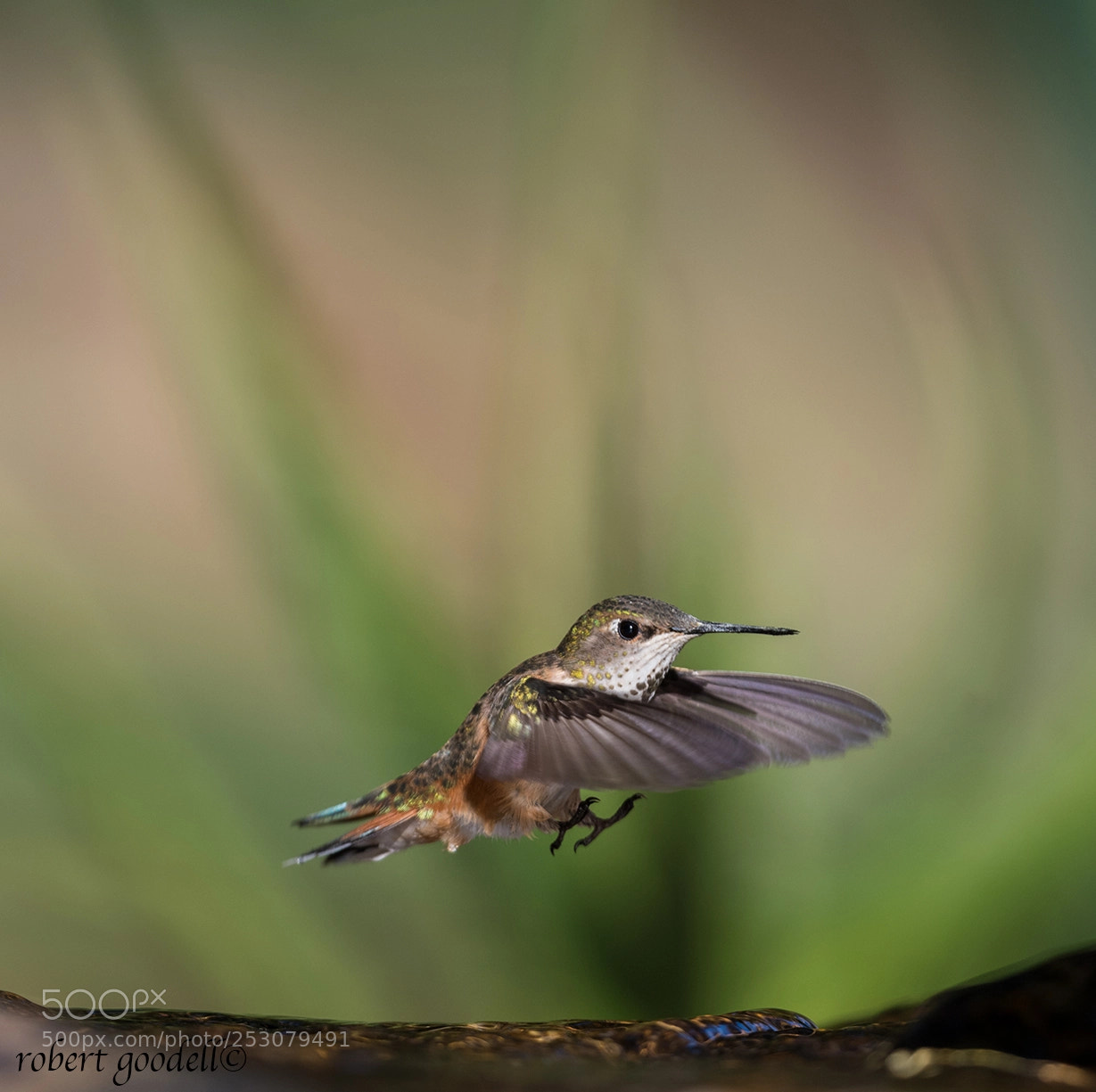 Nikon D850 sample photo. Water landing photography