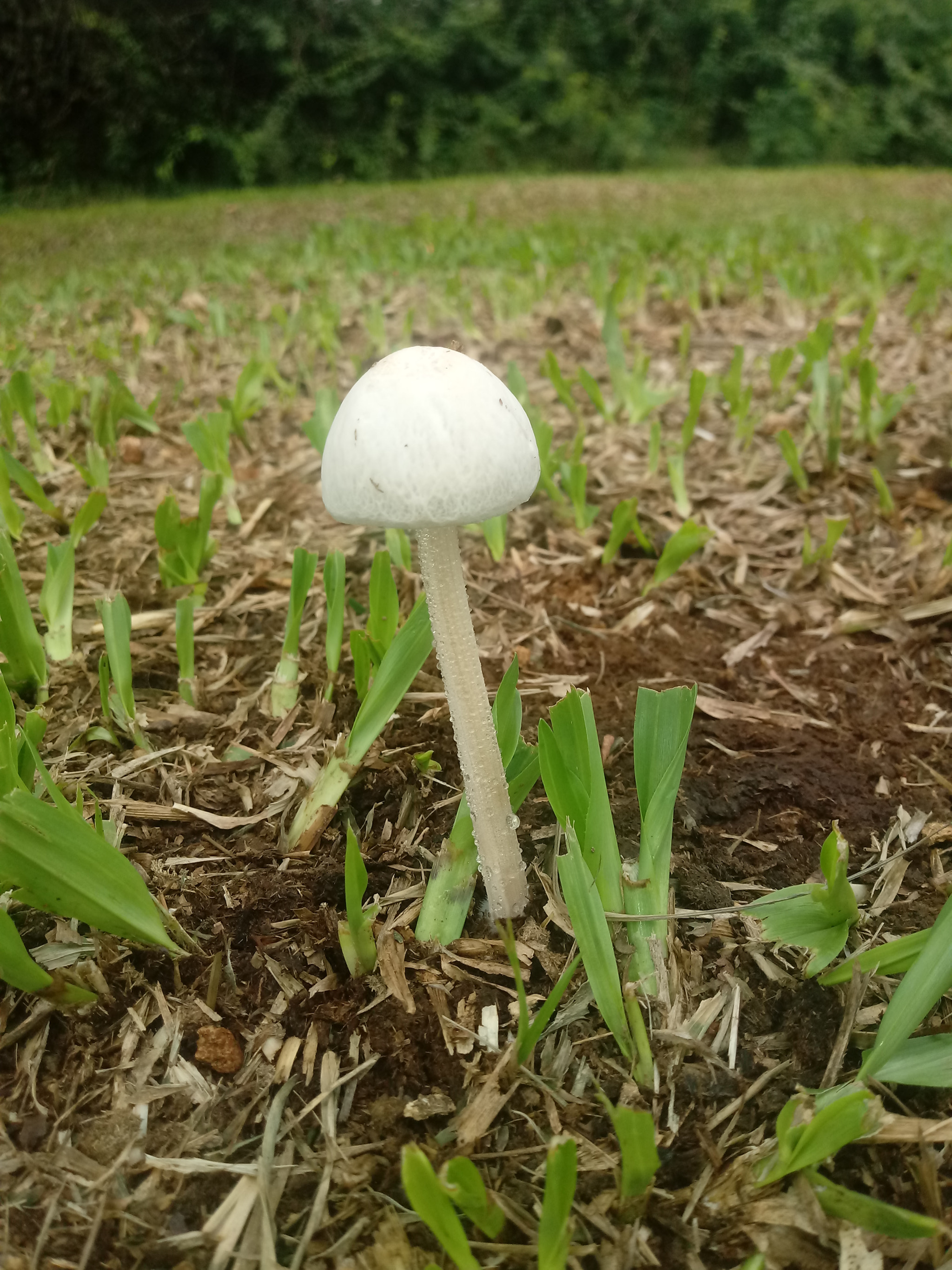 LG K10 (2017) sample photo