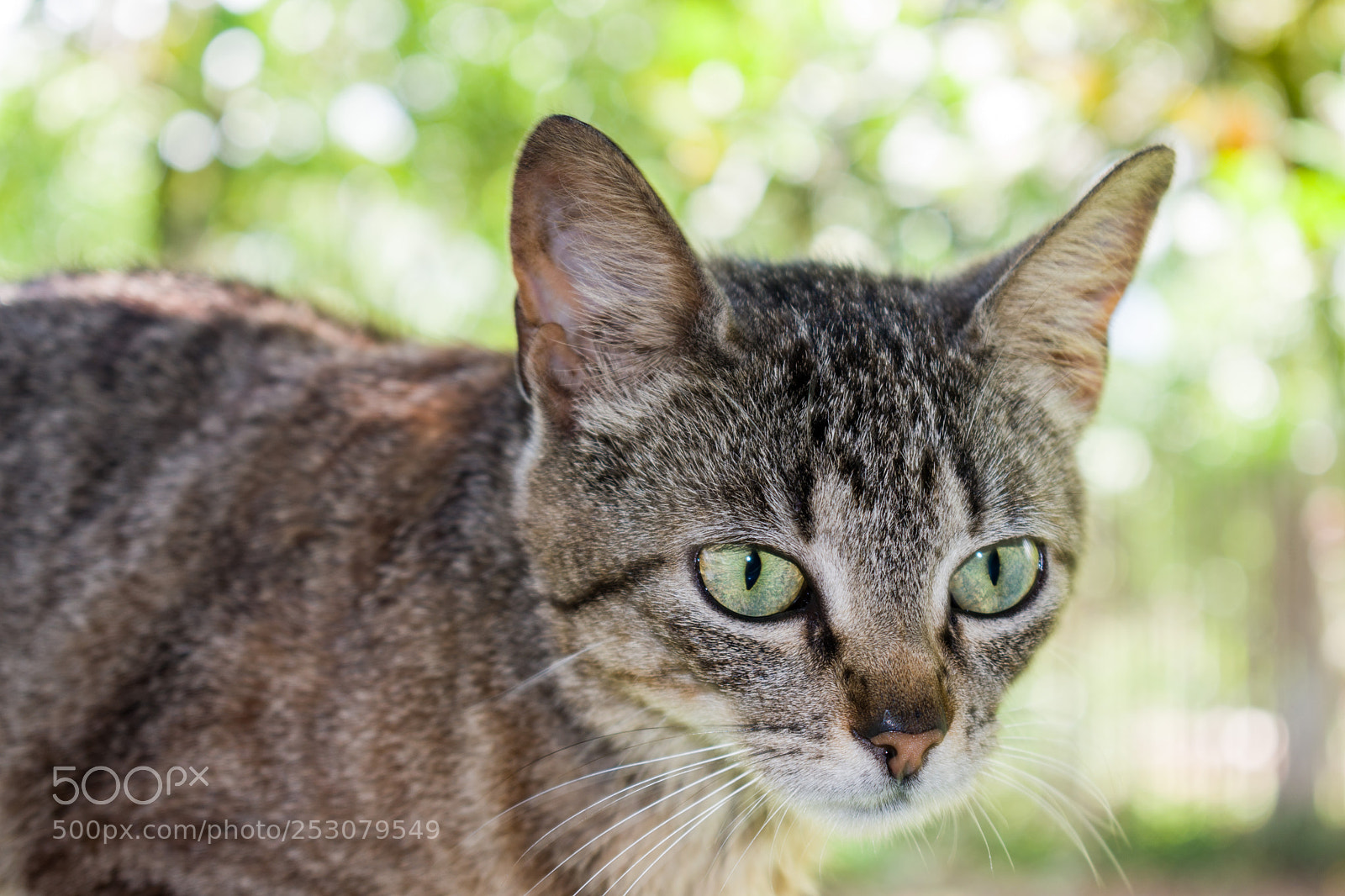 Nikon D5600 sample photo. Cat eyes () photography