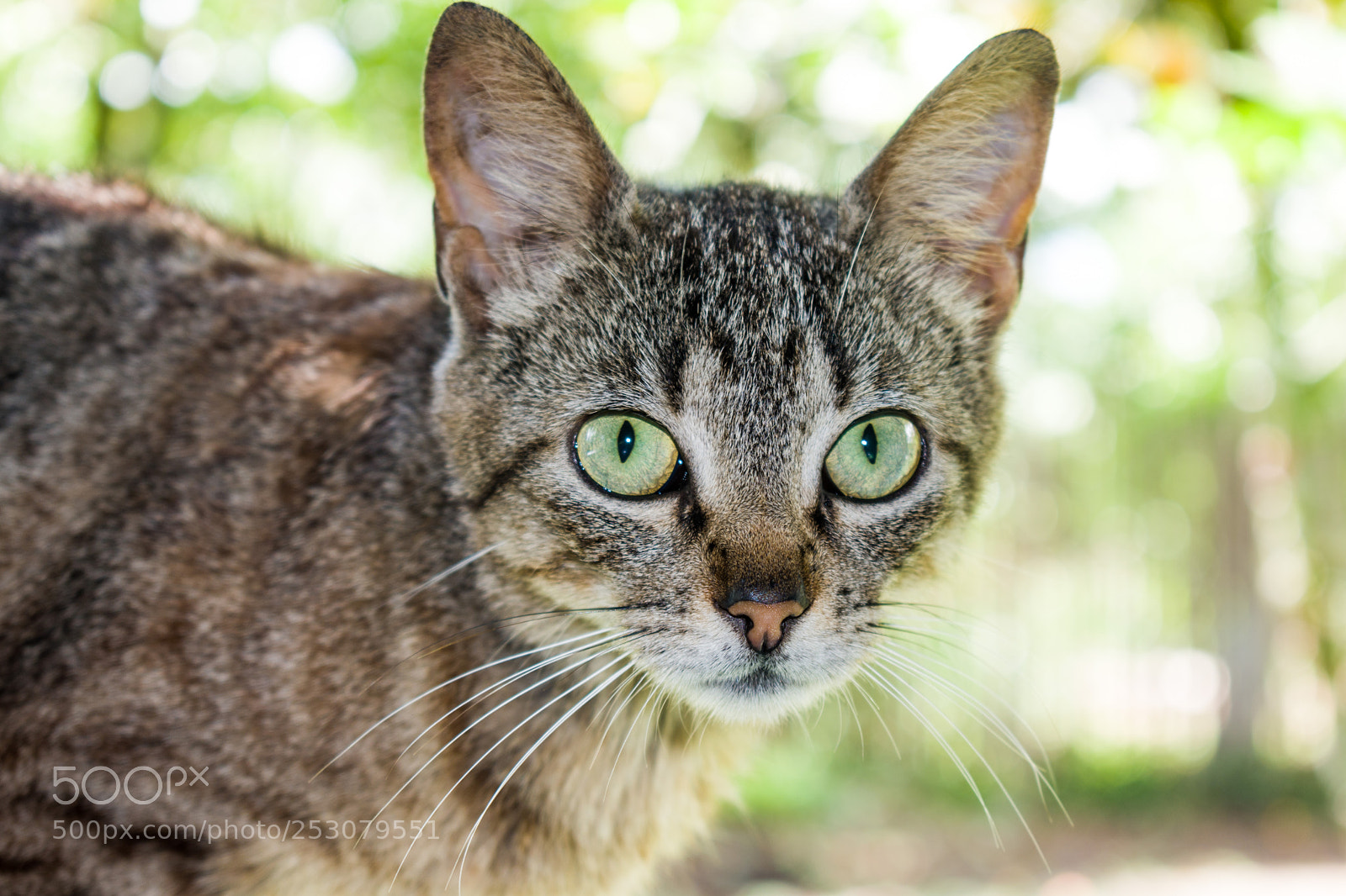 Nikon D5600 sample photo. Cat eyes () photography