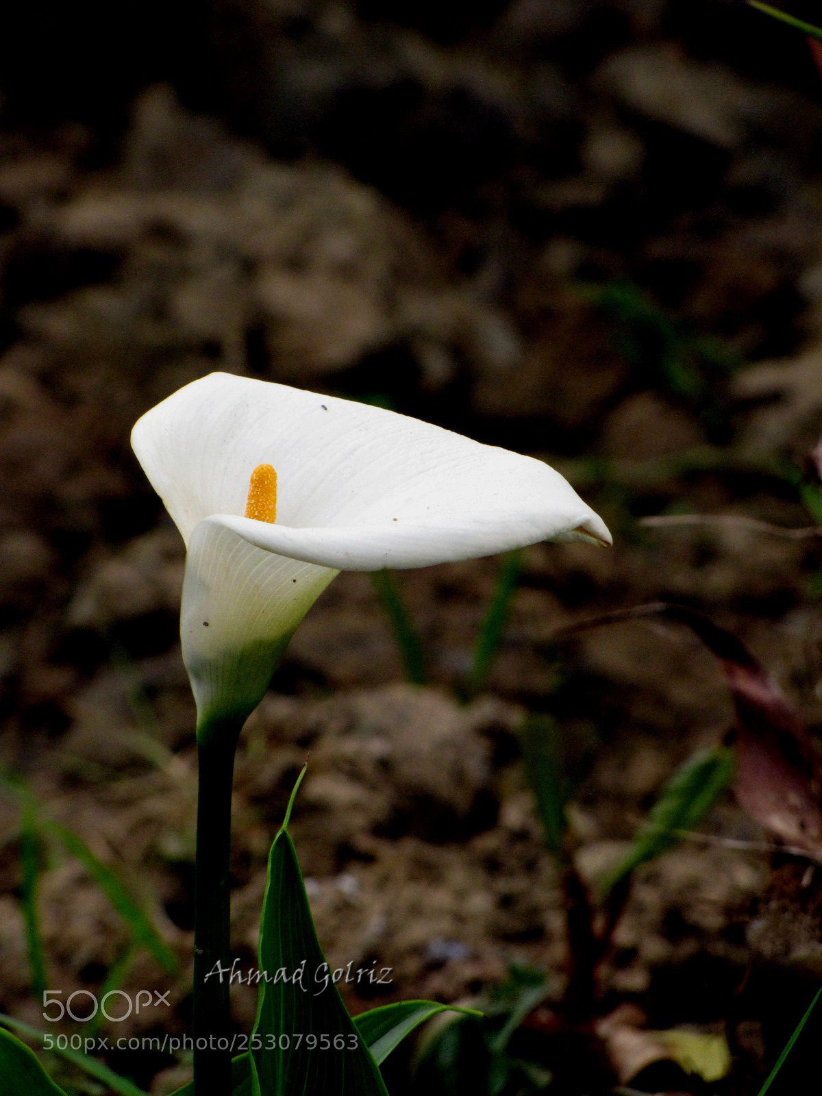Canon PowerShot SX10 IS sample photo. Shipoori photography