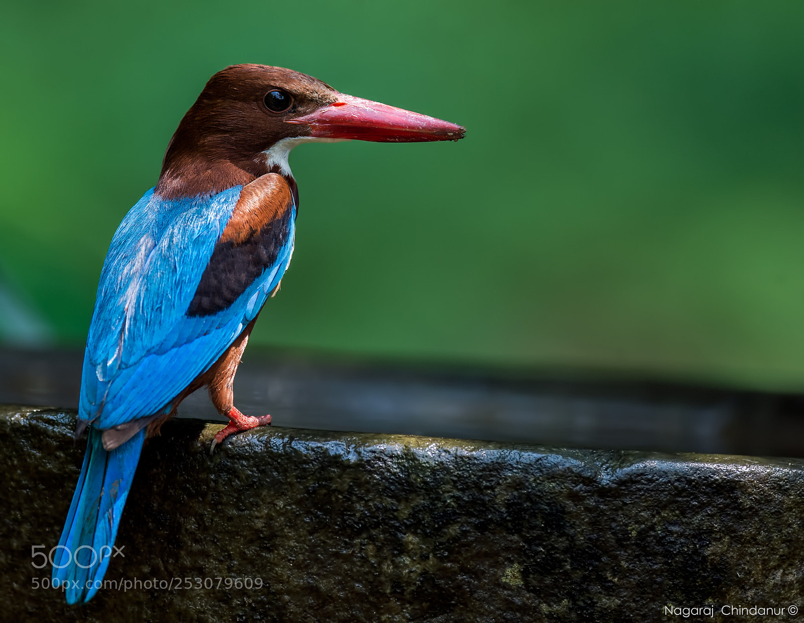 Nikon D4S sample photo. White breasted kingfisher photography