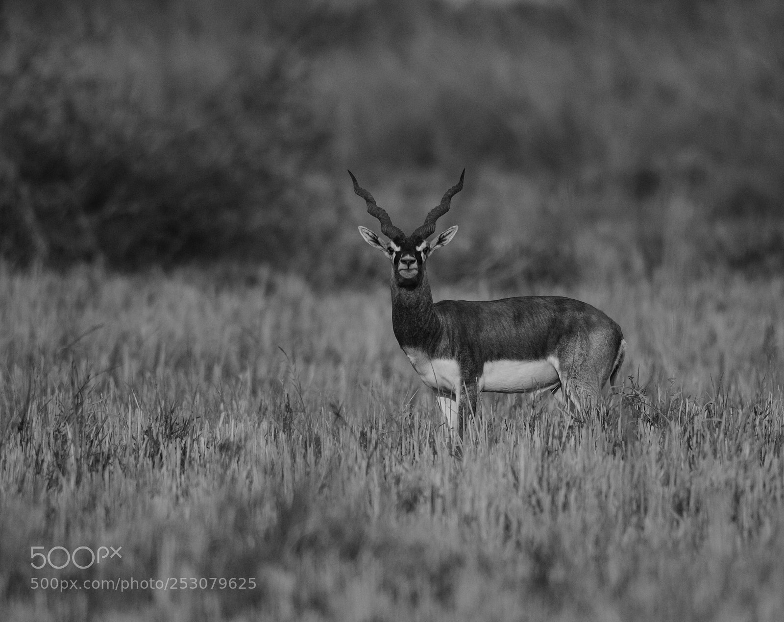 Nikon D7100 sample photo. Black buck  photography