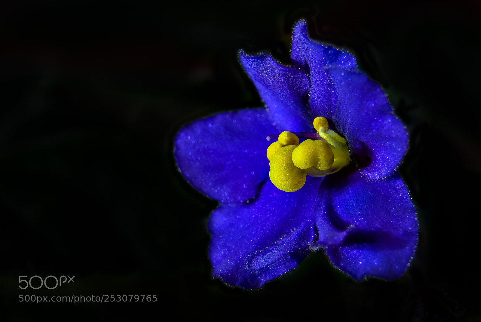 Nikon D7100 sample photo. African violets photography