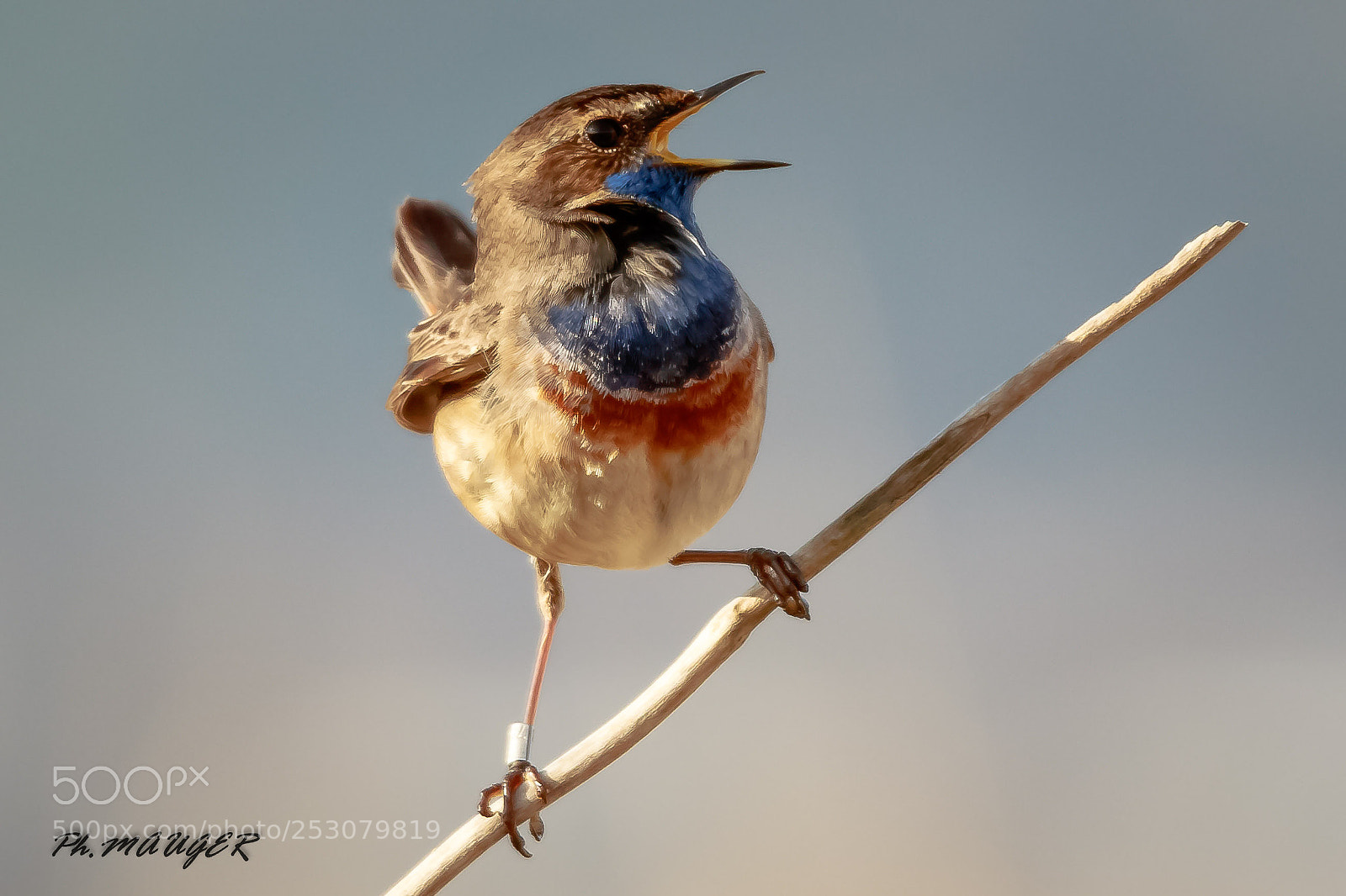 Canon EOS 7D Mark II sample photo. Gorgebleue photography