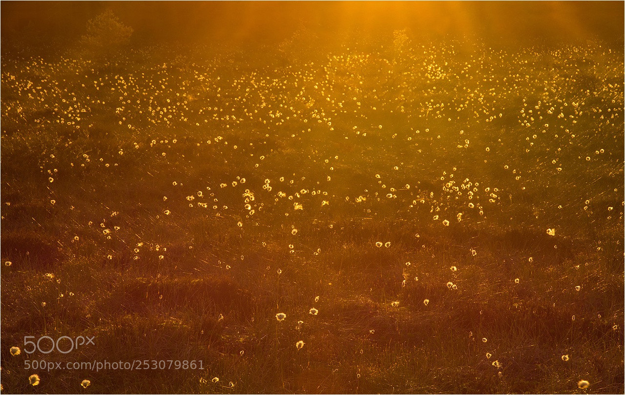 Nikon D7100 sample photo. °°° fields of gold °°° photography