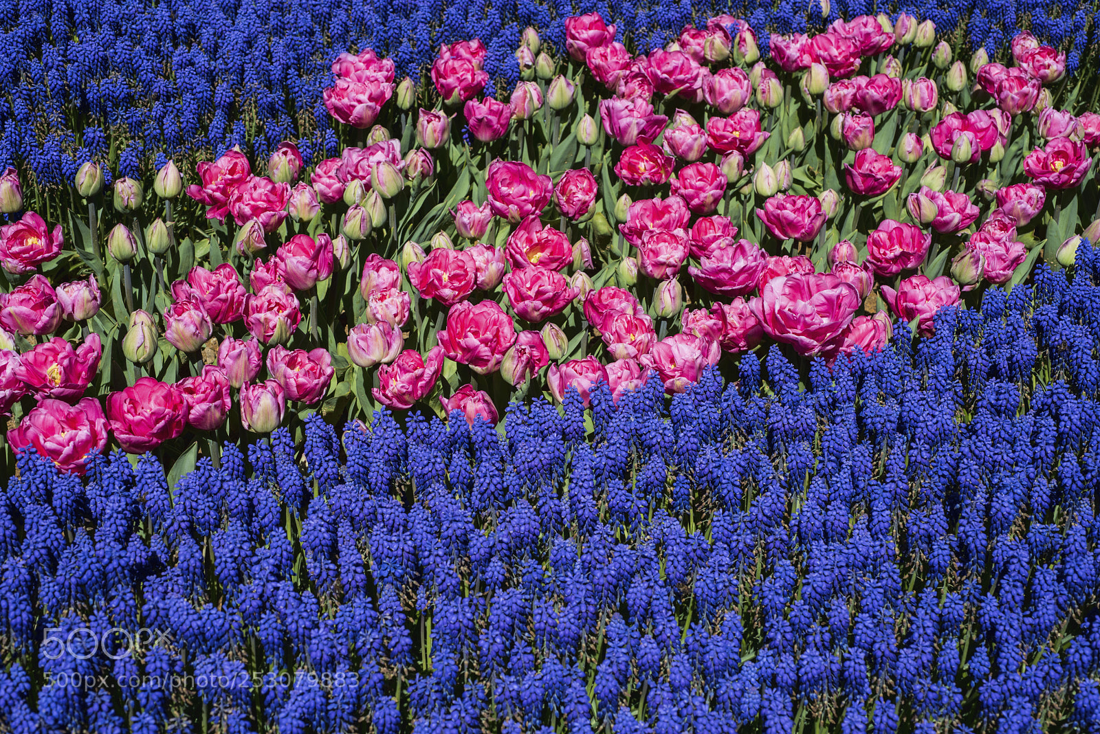 Nikon D810 sample photo. Emirgan garden photography