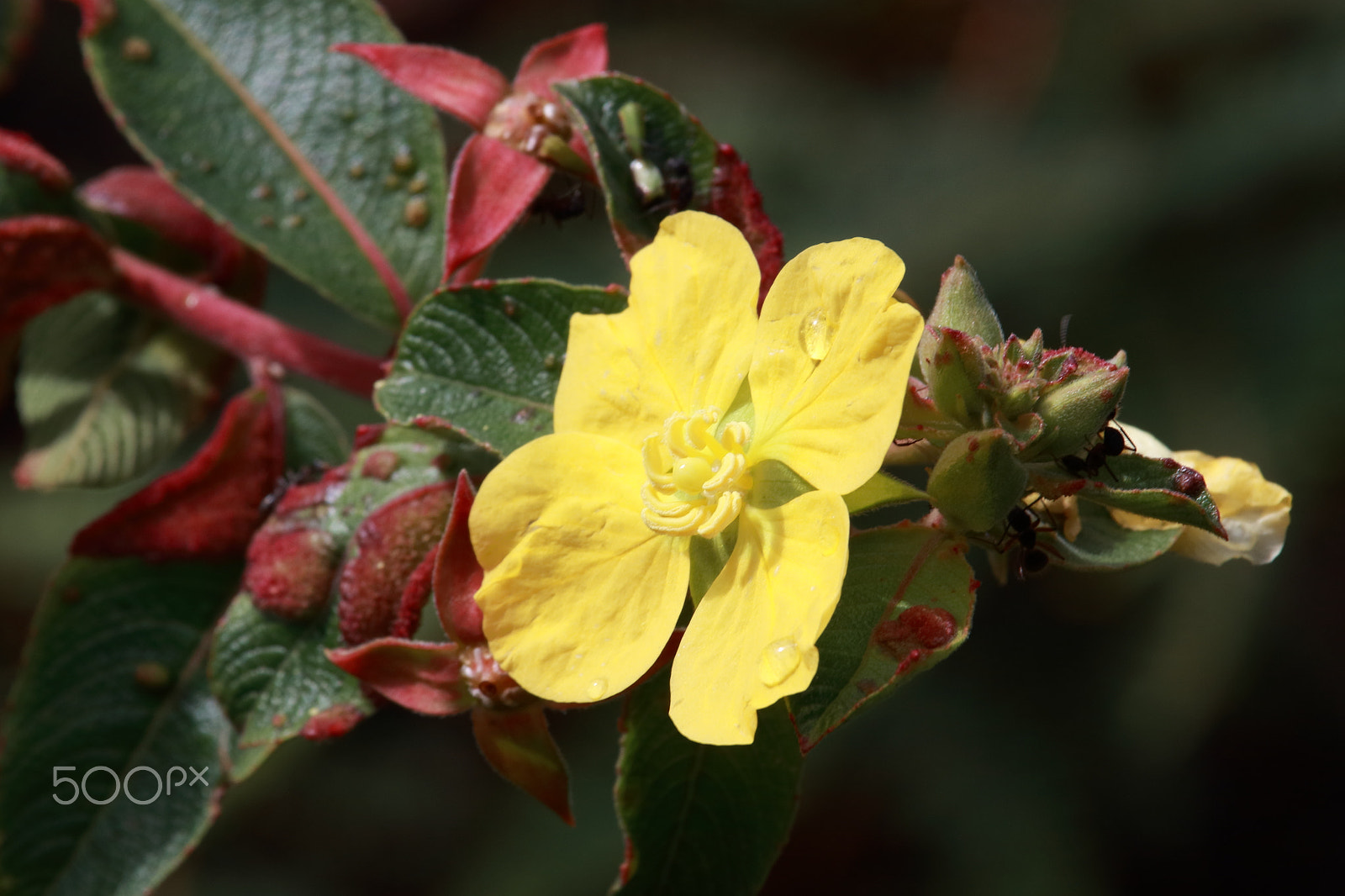 Canon EF-S 55-250mm F4-5.6 IS STM sample photo. Camarambaia photography