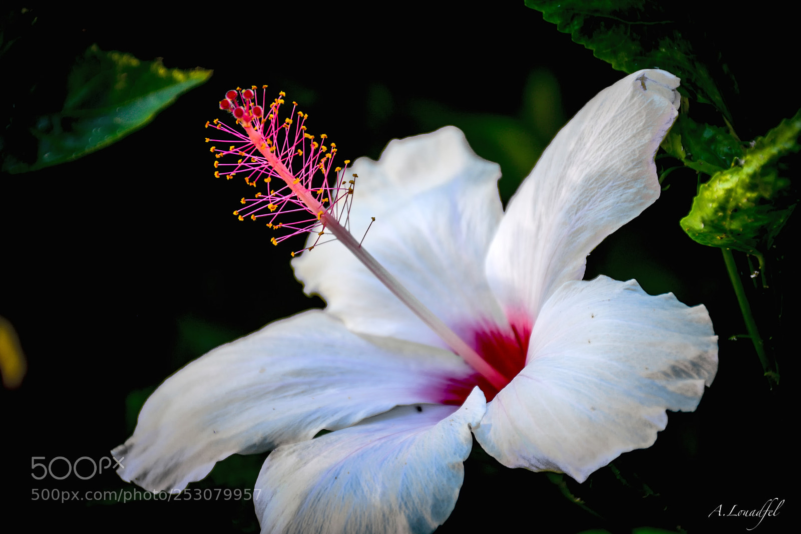 Nikon D7100 sample photo. Natural beauty photography