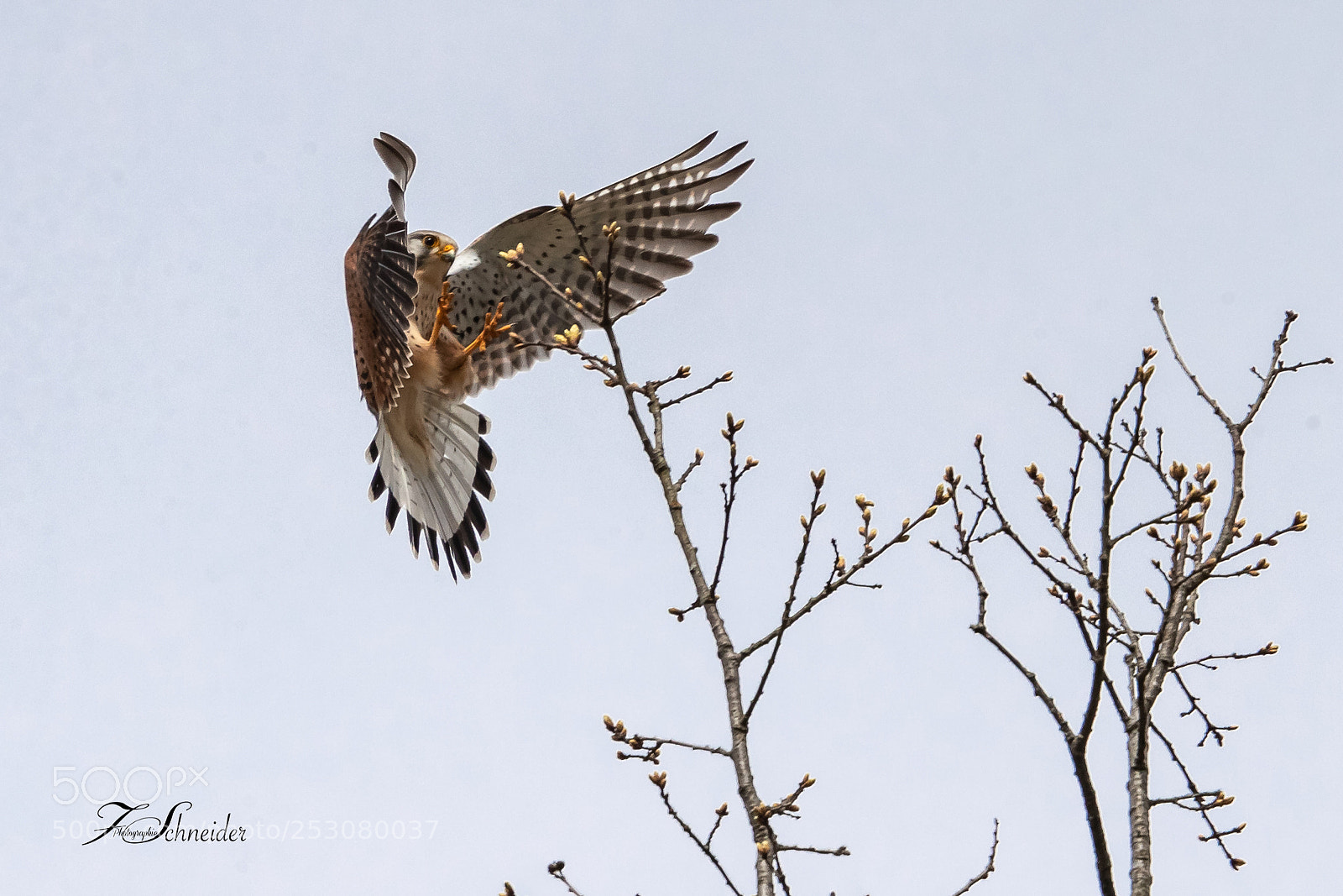 Canon EOS-1D X Mark II sample photo. Common kestrel landing photography