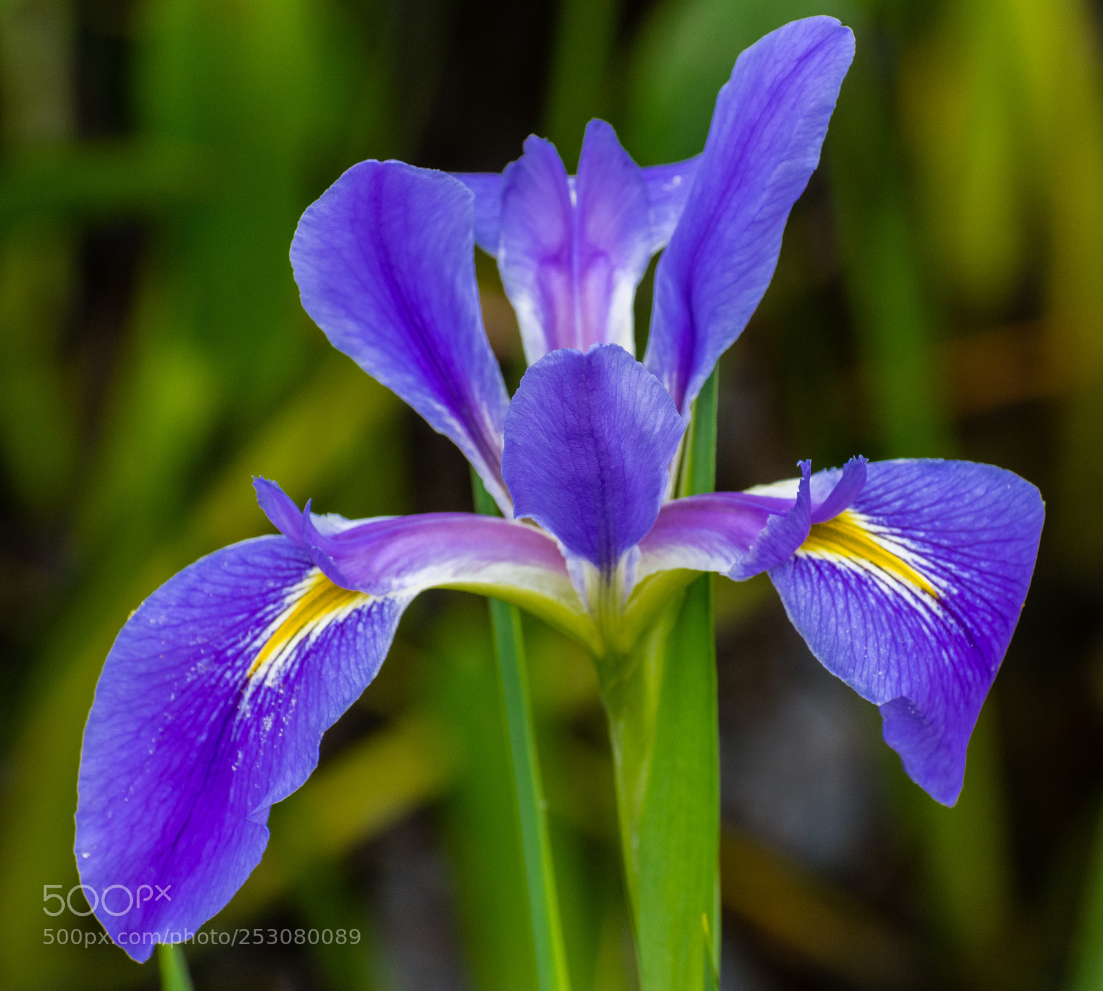 Nikon D7200 sample photo. Louisiana iris photography