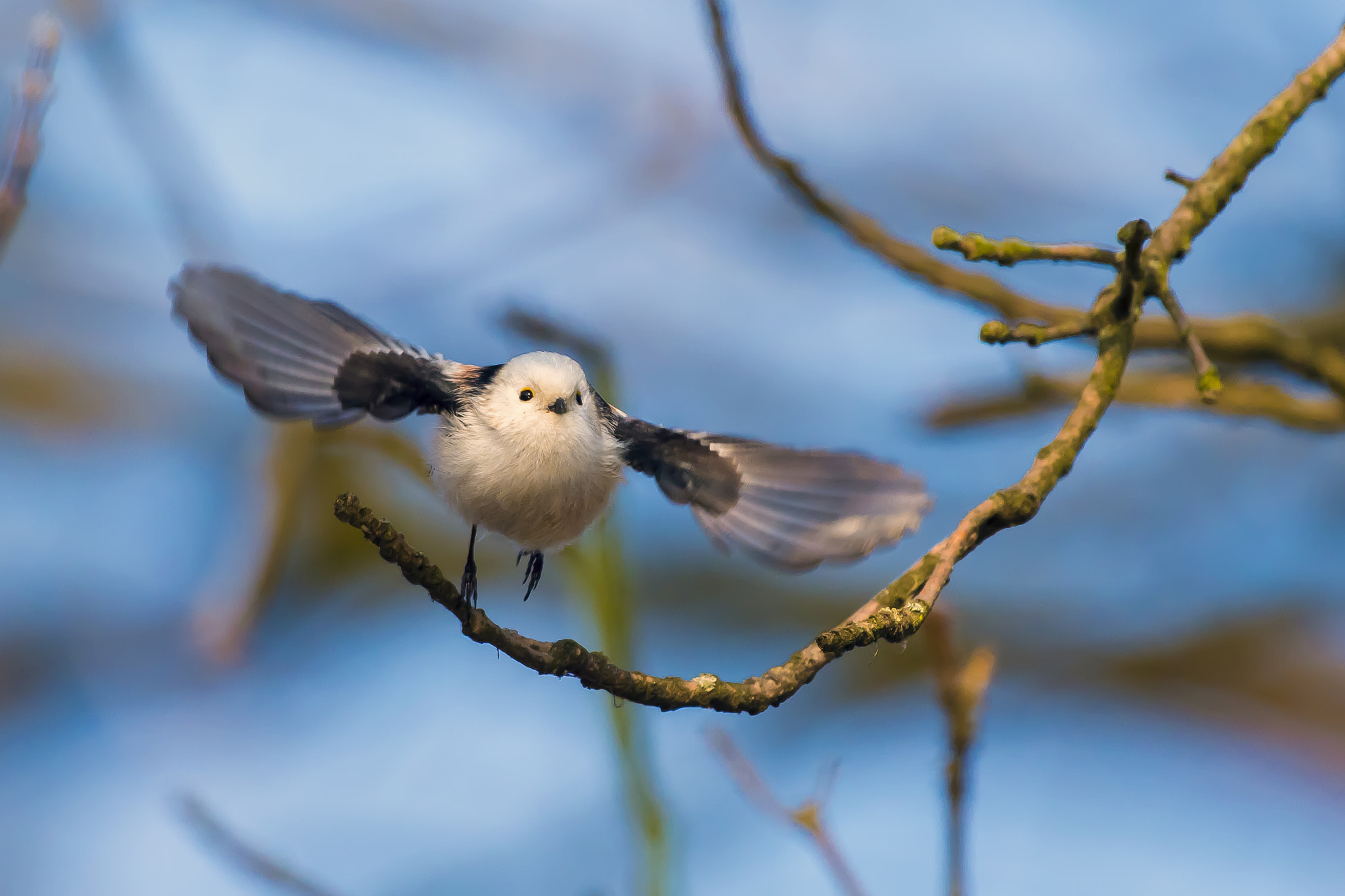 Pentax KP sample photo. Long tailed tit photography