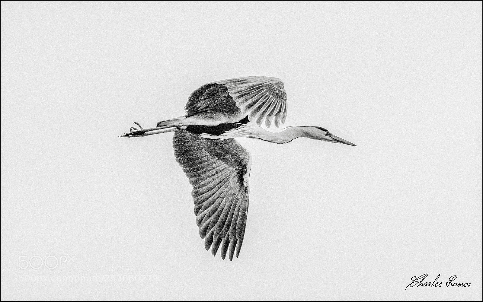 Nikon D500 sample photo. Battement d'ailes photography