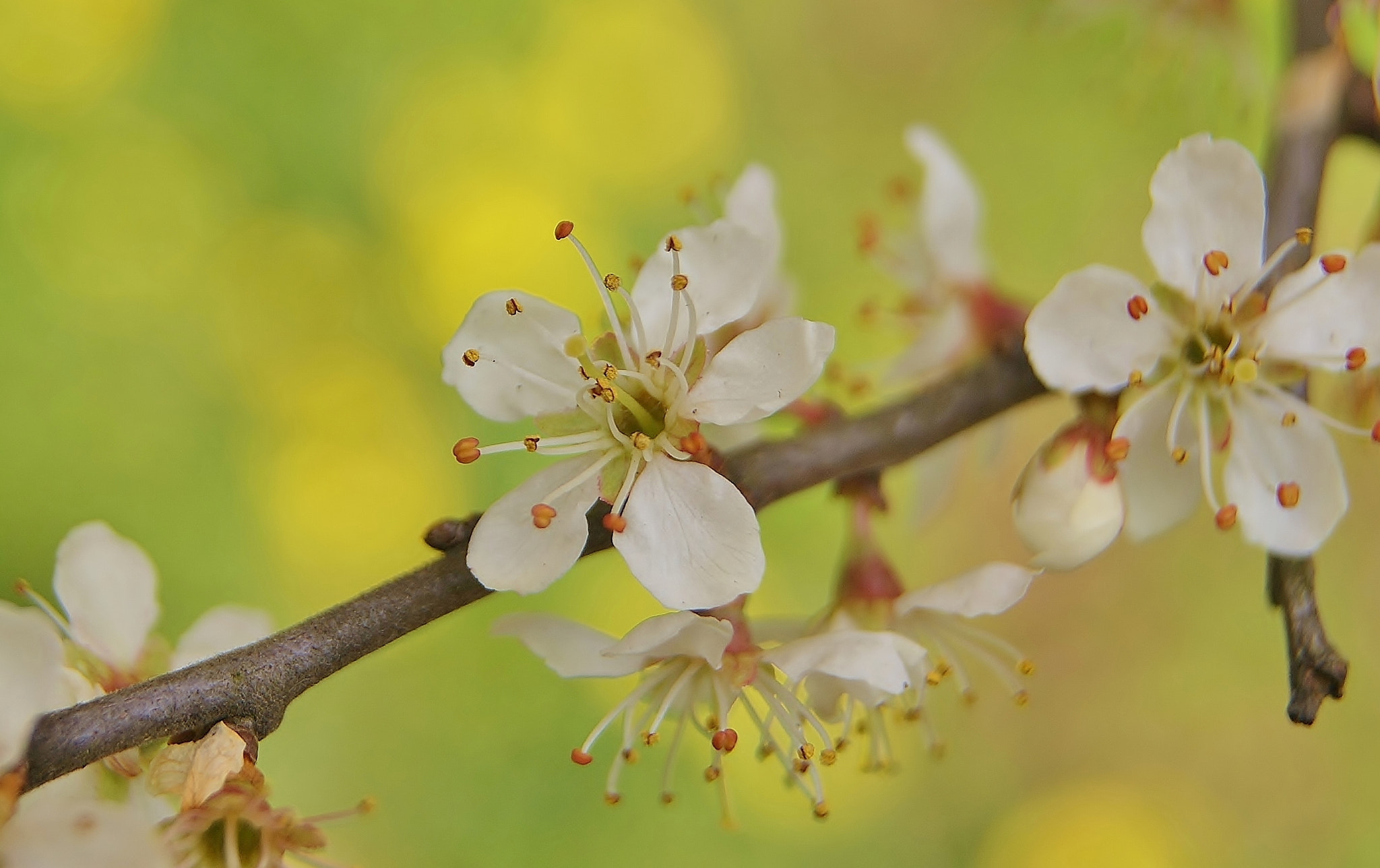 Sony Alpha DSLR-A380 sample photo. Wild white plum blossom ... photography