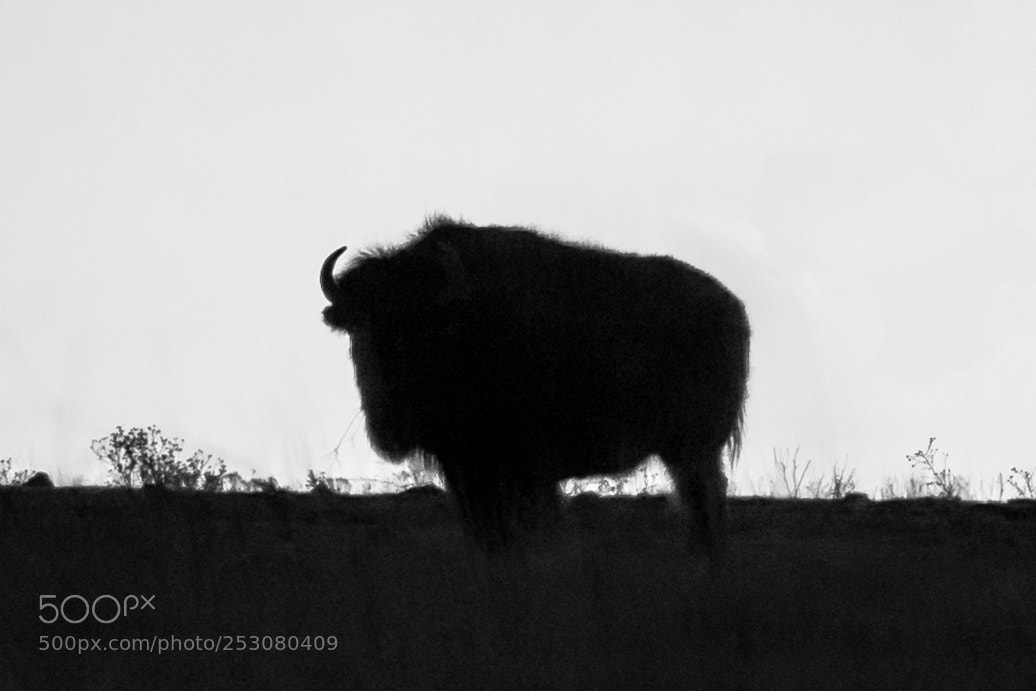 Canon EOS 5D Mark IV sample photo. Bison silhouette b&w photography