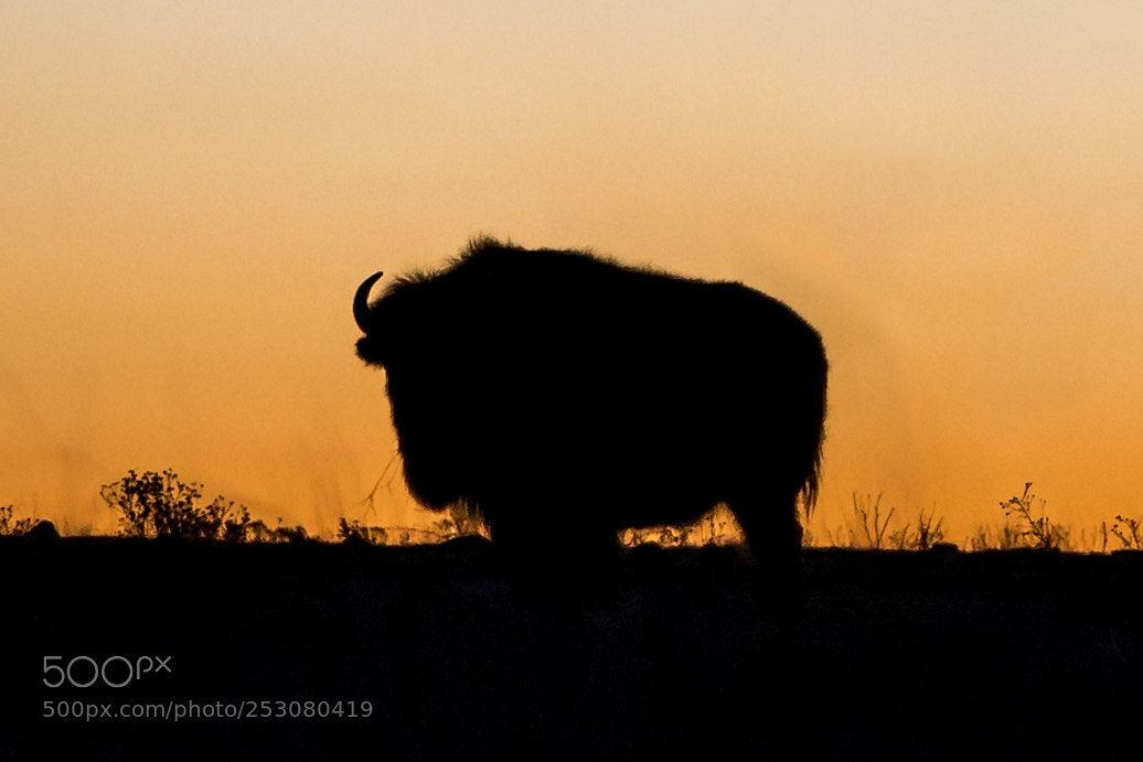 Canon EOS 5D Mark IV sample photo. Bison sunset photography