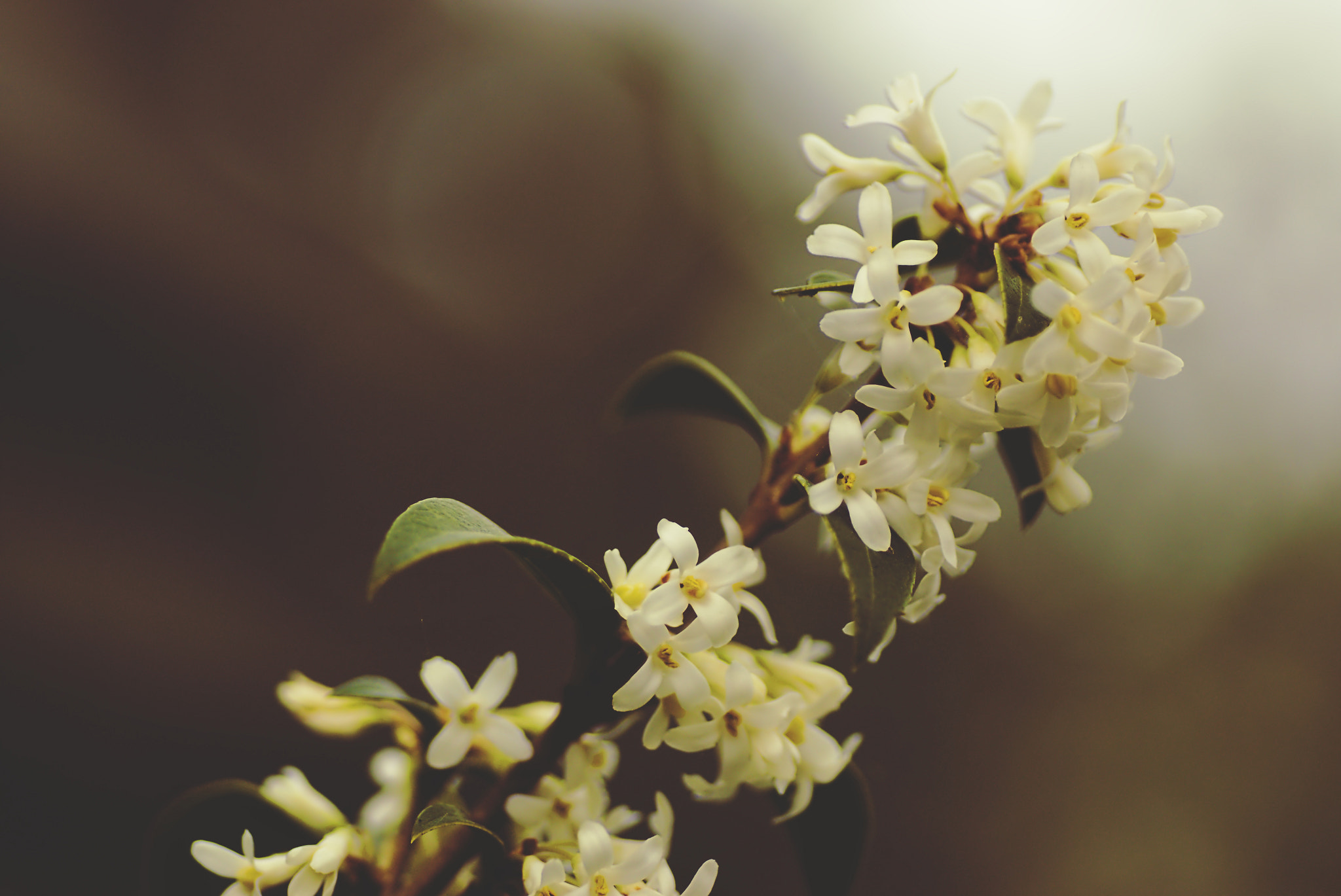 Sony SLT-A65 (SLT-A65V) + Tamron SP AF 90mm F2.8 Di Macro sample photo. Spring's here! #1/3 photography