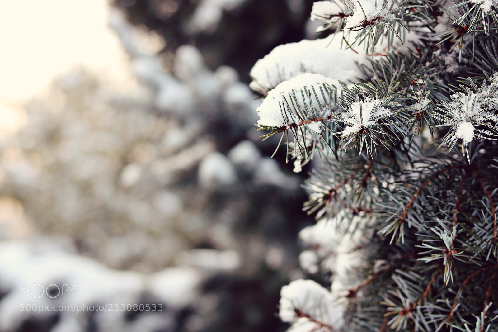 Canon EOS 750D (EOS Rebel T6i / EOS Kiss X8i) sample photo. Winter frost photography
