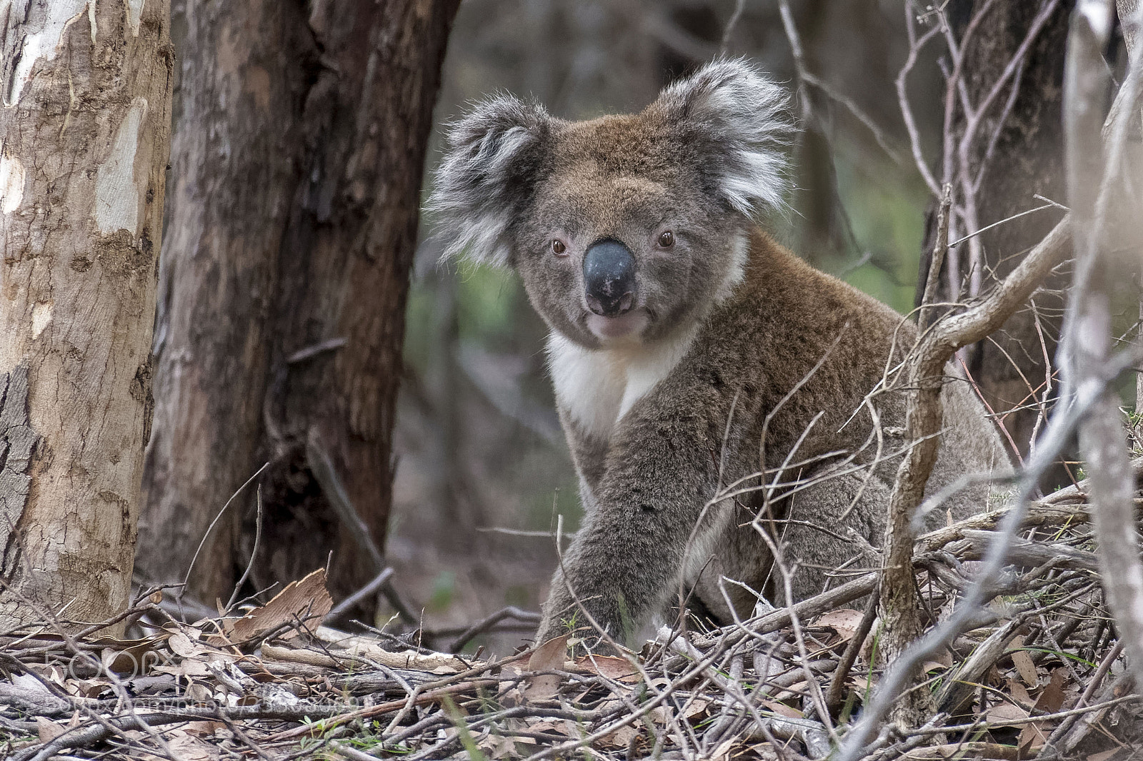 Sony Cyber-shot DSC-RX10 IV sample photo. Koala - flinders chase photography