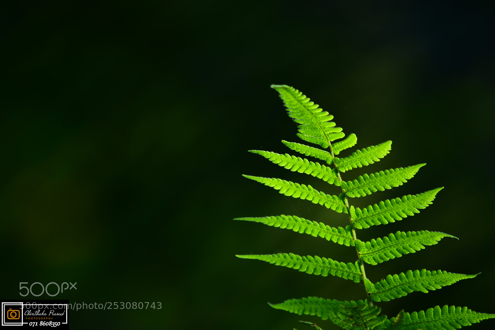 Nikon D7200 sample photo. Untitled photography