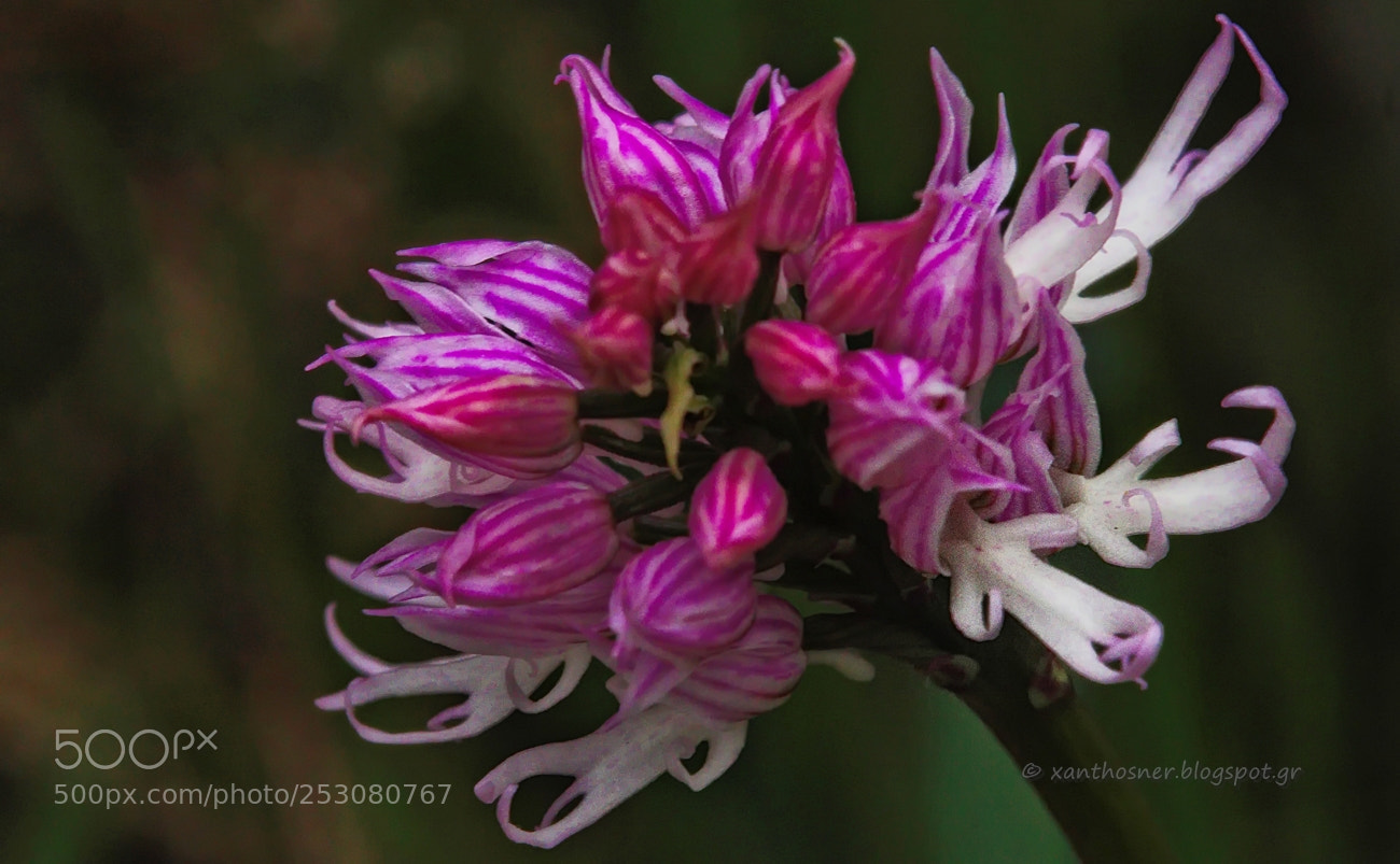 Canon EOS 60D sample photo. Orchis italica photography