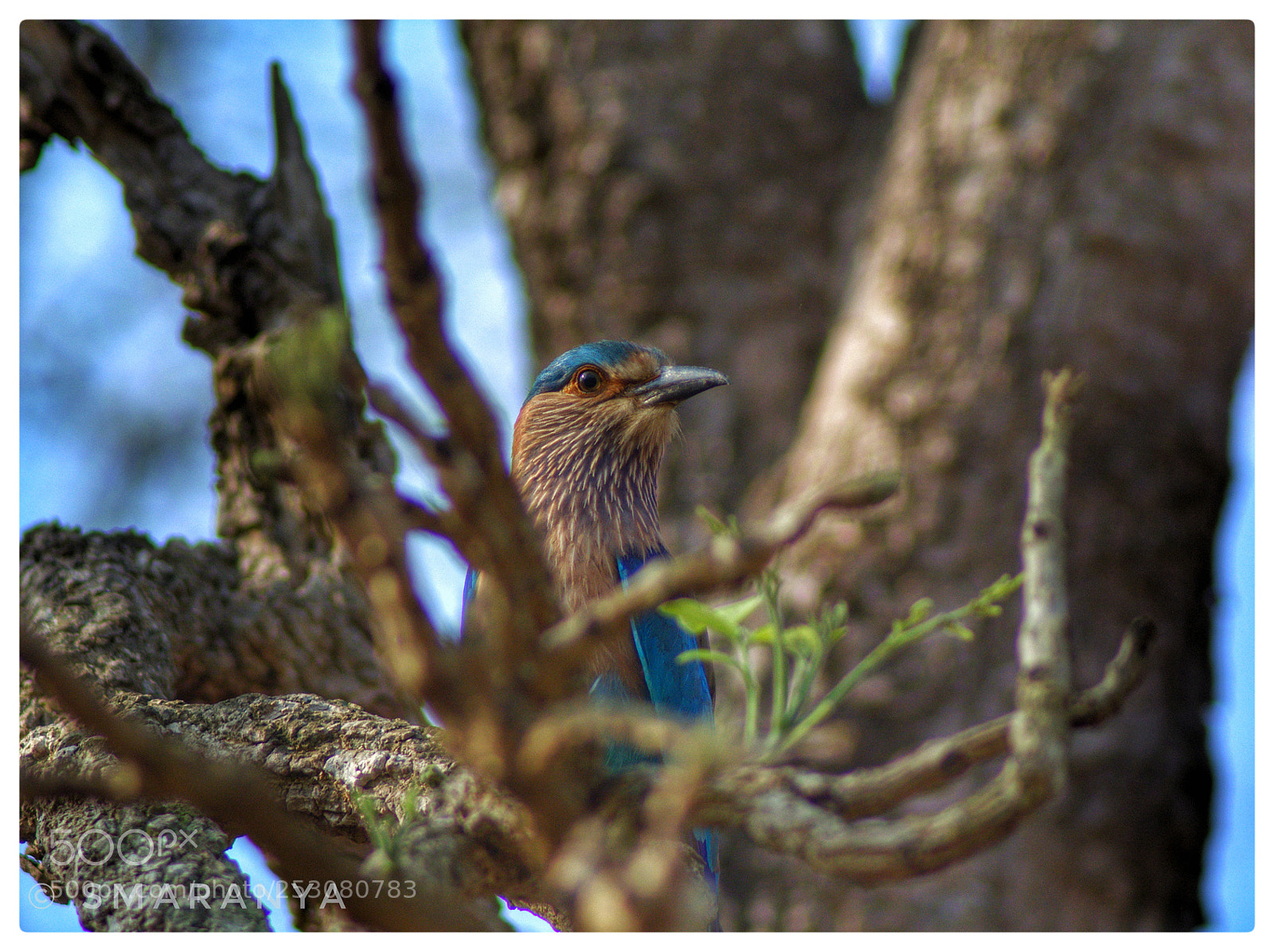 Nikon D5200 sample photo. Indian rollar photography