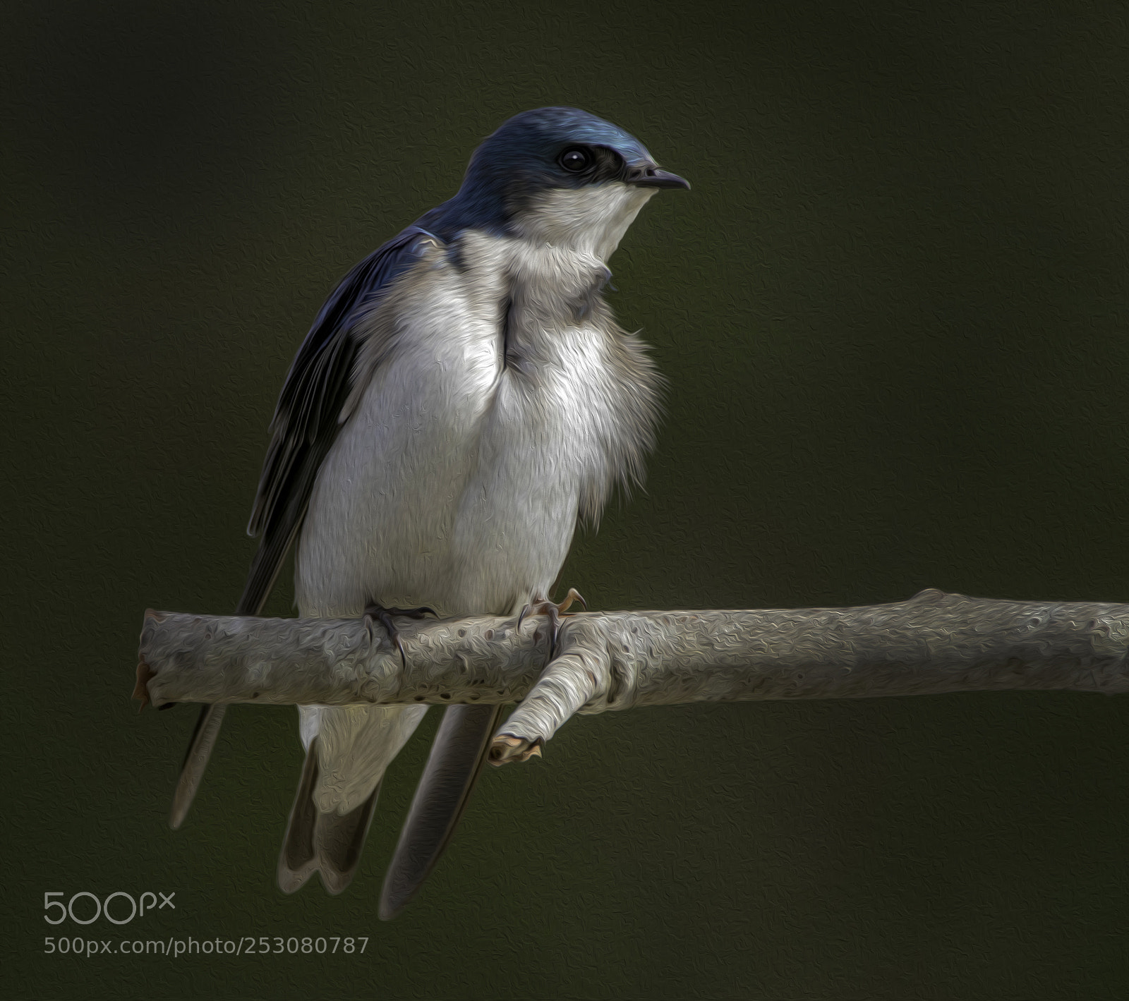 Canon EOS M5 sample photo. Tree swallow photography