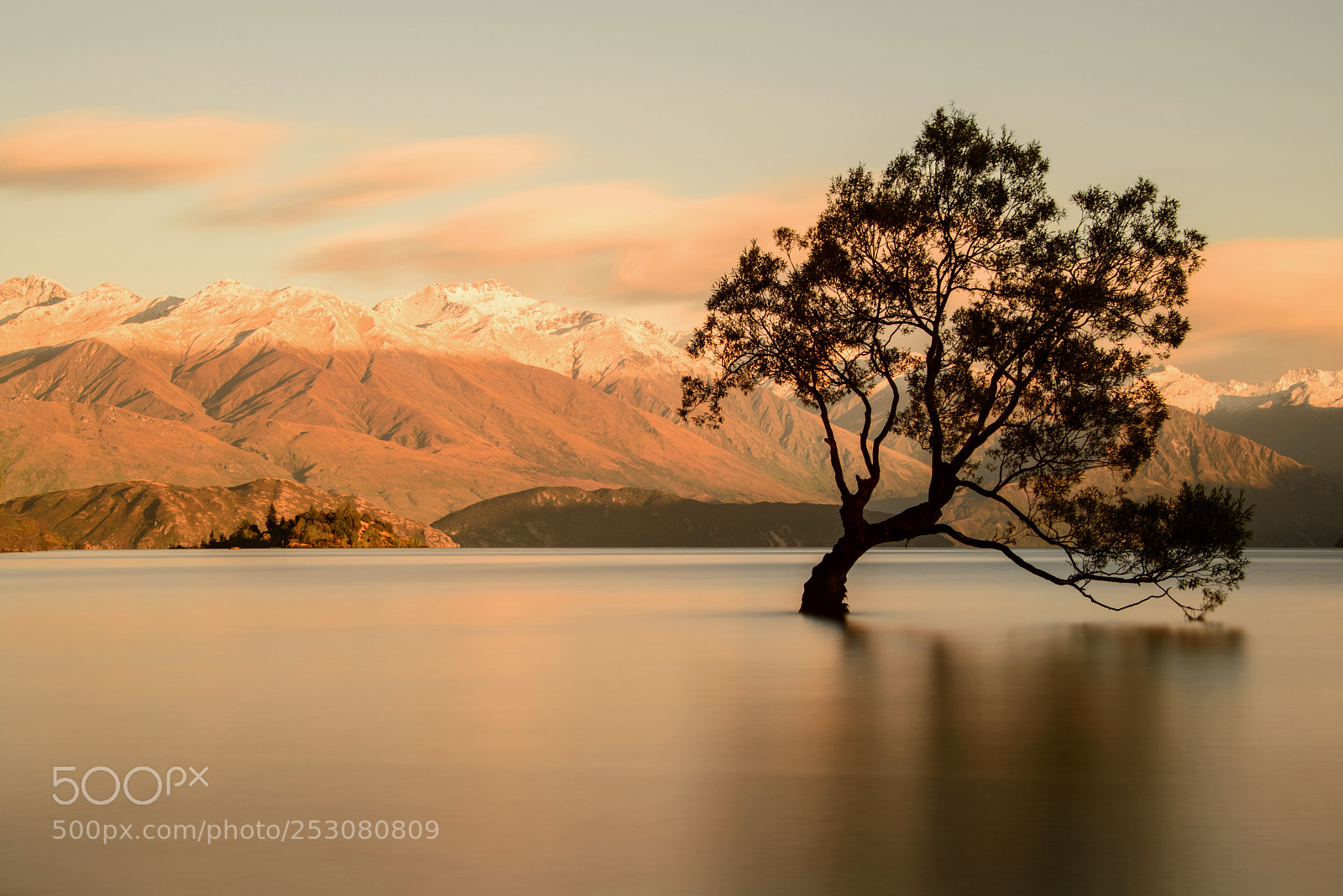 Nikon D800 sample photo. That wanaka tree photography
