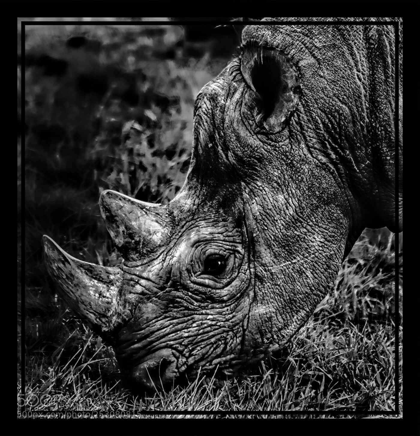 Nikon D7100 sample photo. Rhino photography