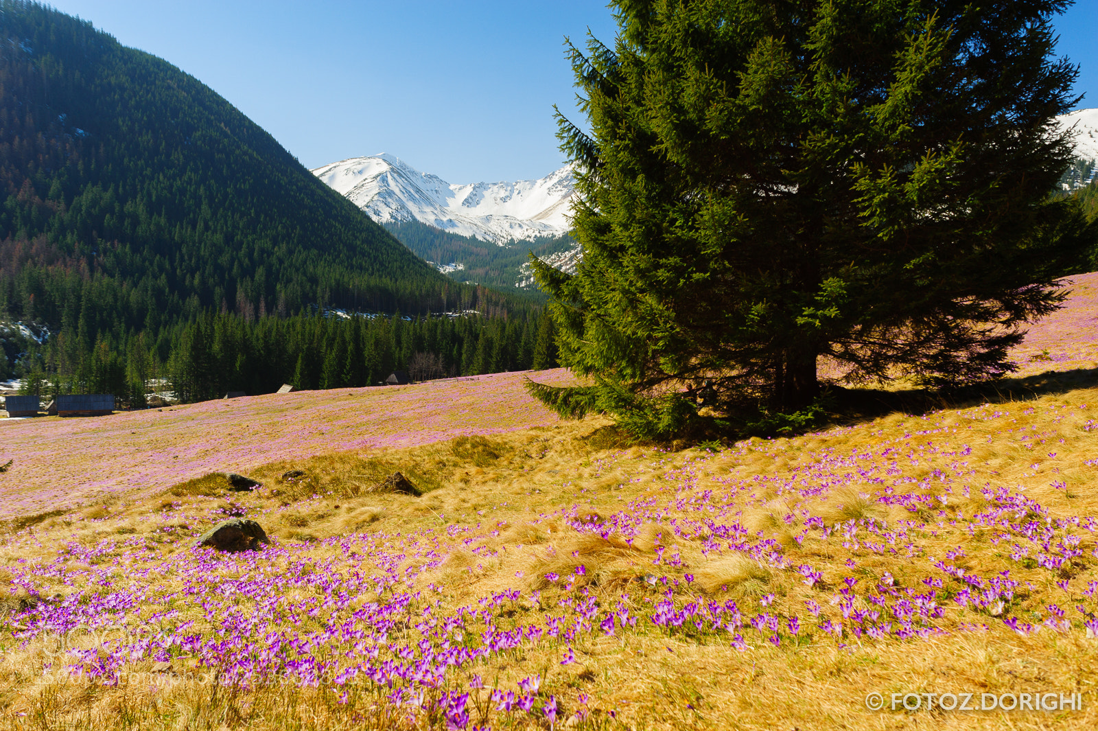 Nikon D700 sample photo. Crocuses in polish tatra photography