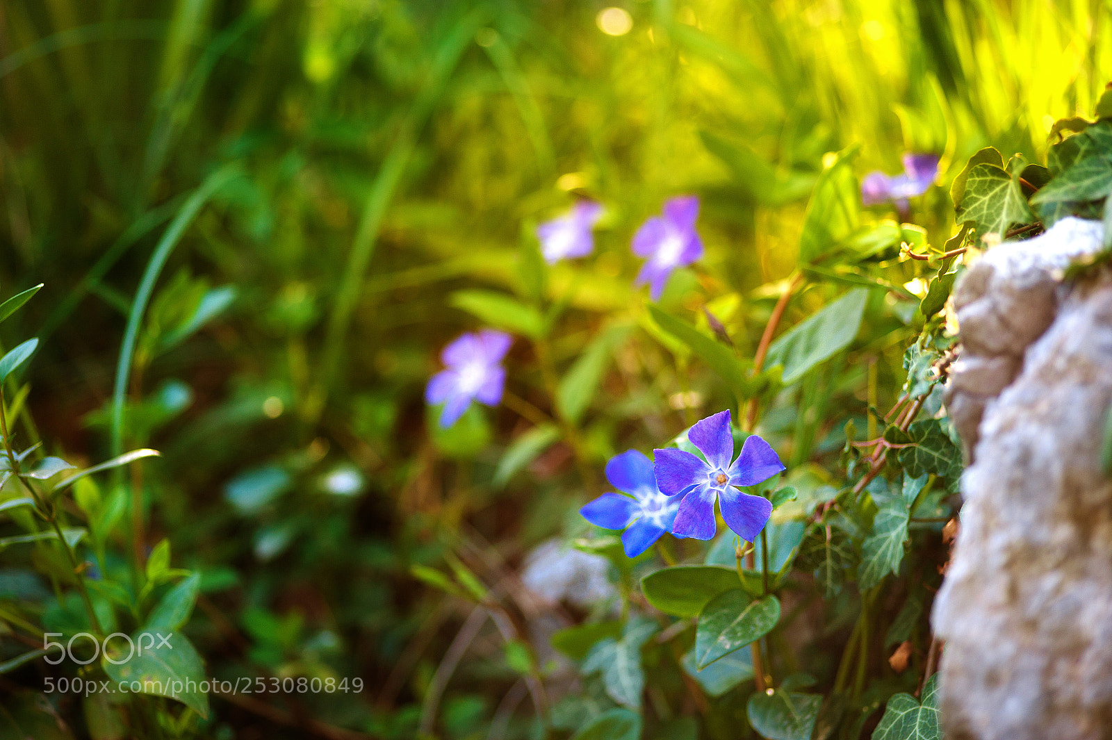 Nikon D700 sample photo. Natural flower background. amazing photography