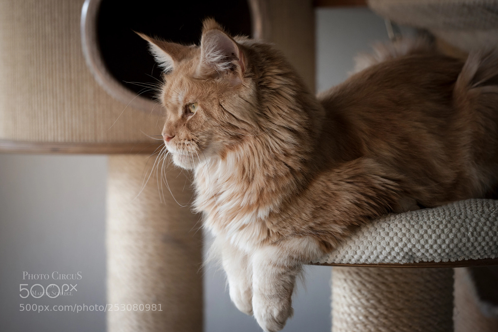 Canon EOS-1Ds Mark III sample photo. Boaz <3 photography