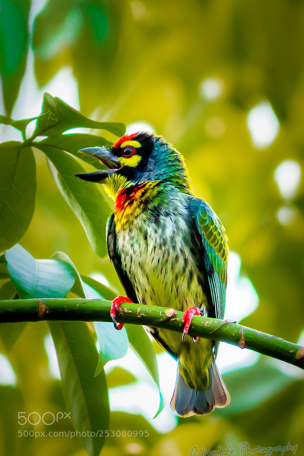 Canon EOS 1300D (EOS Rebel T6 / EOS Kiss X80) sample photo. Coppersmith barbet photography